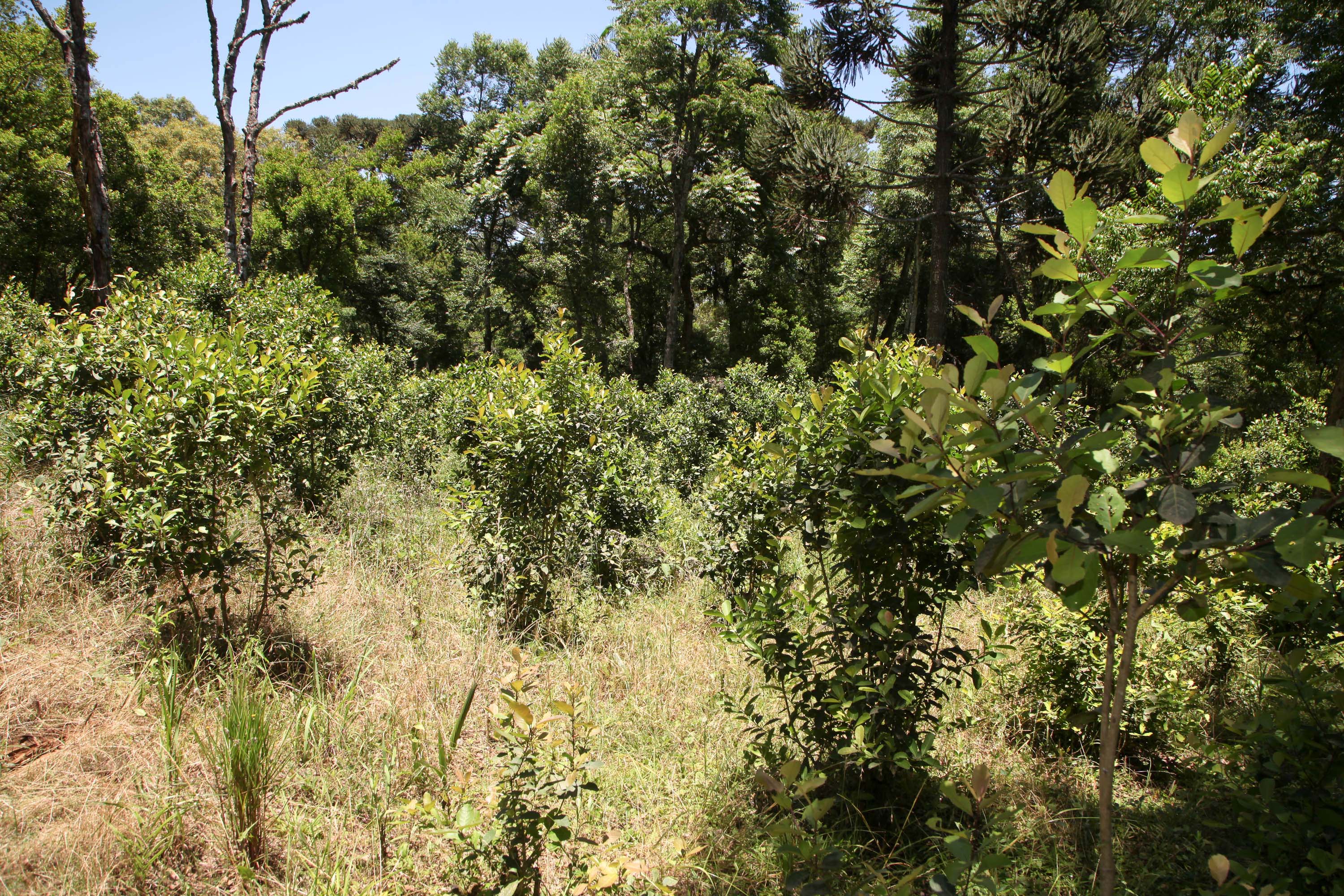 Feito no Paraná Empresa Baronesa Ervateira. Foto: Ari Dias/AEN