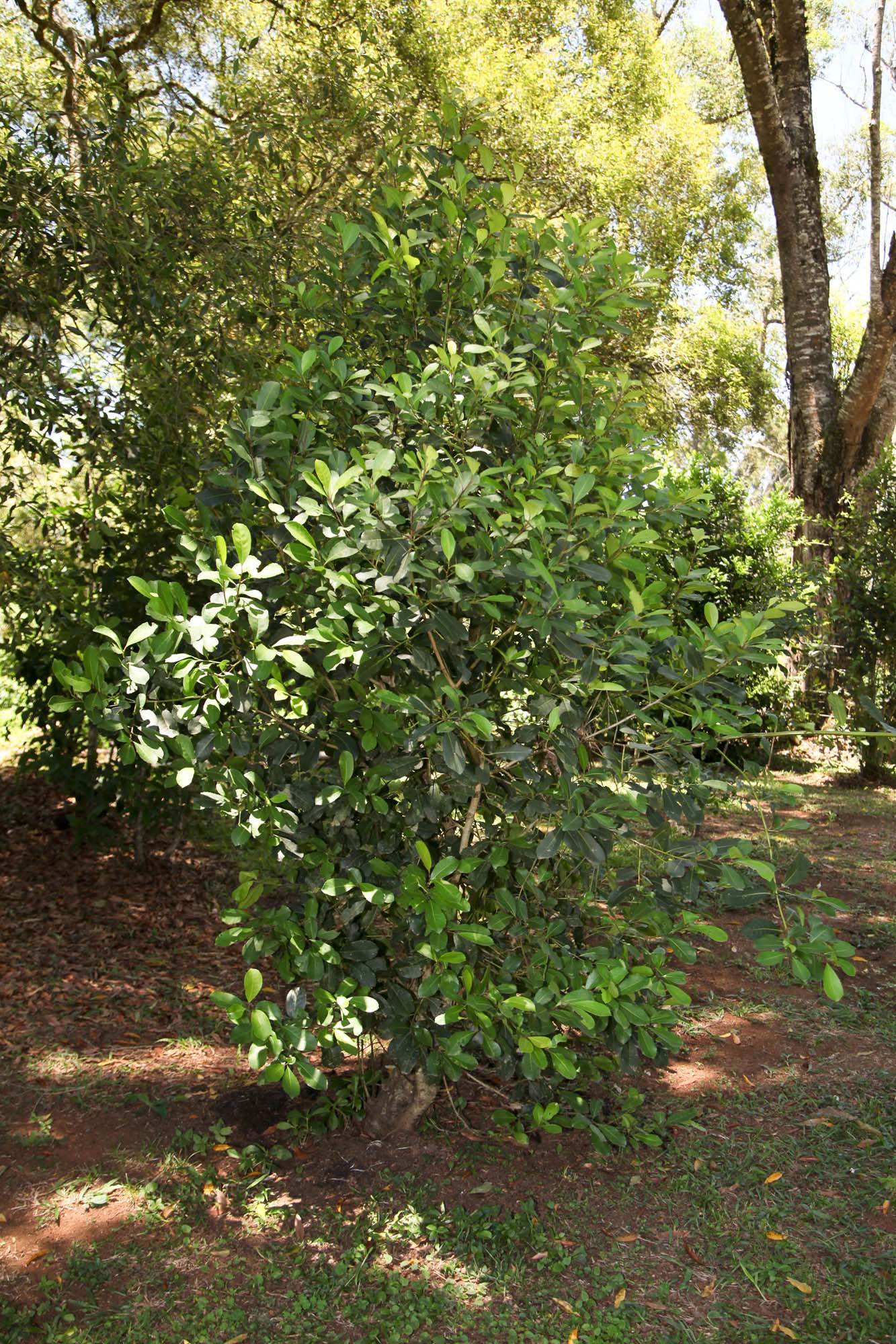 Feito no Paraná Empresa Baronesa Ervateira. Foto: Ari Dias/AEN