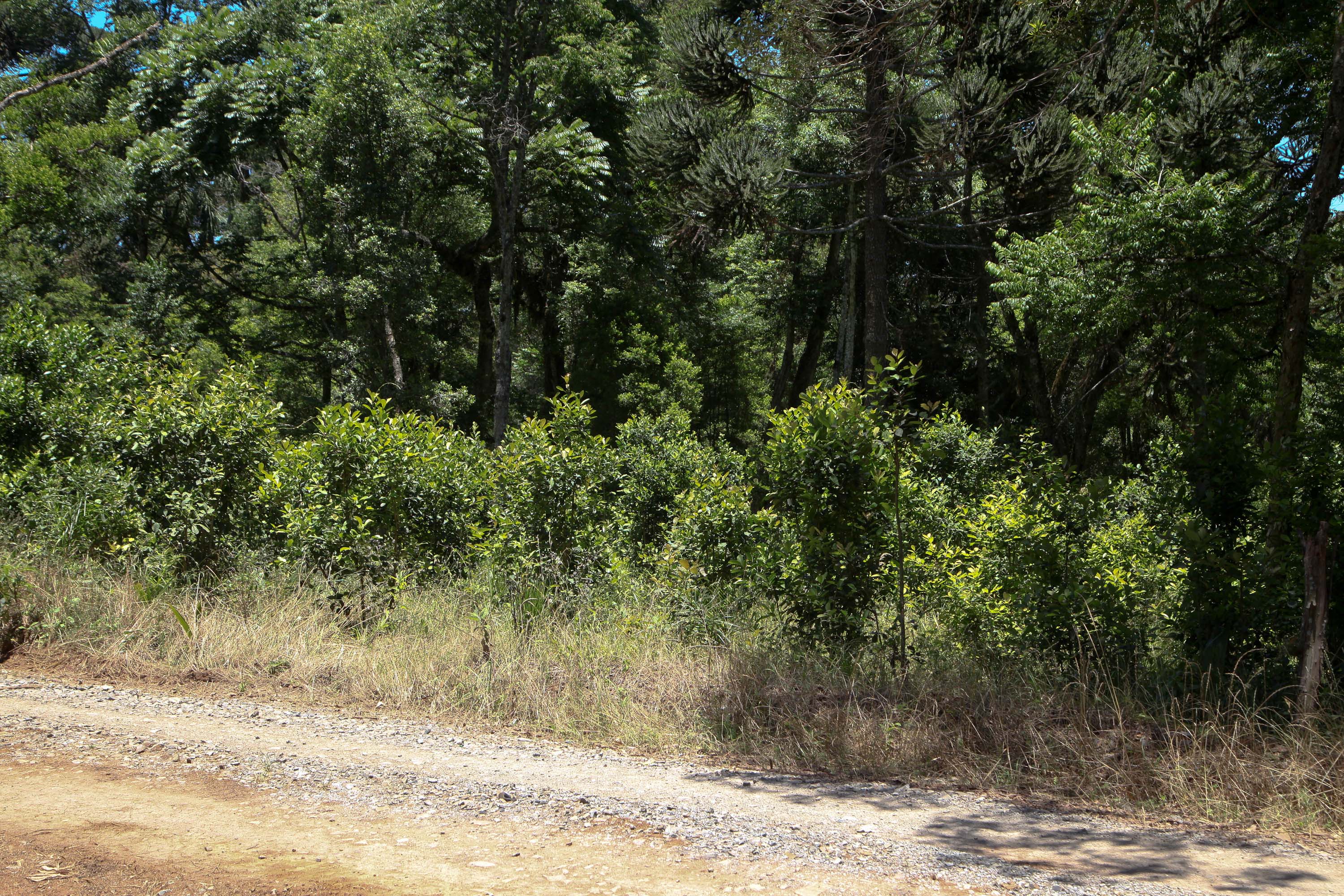 Feito no Paraná Empresa Baronesa Ervateira. Foto: Ari Dias/AEN