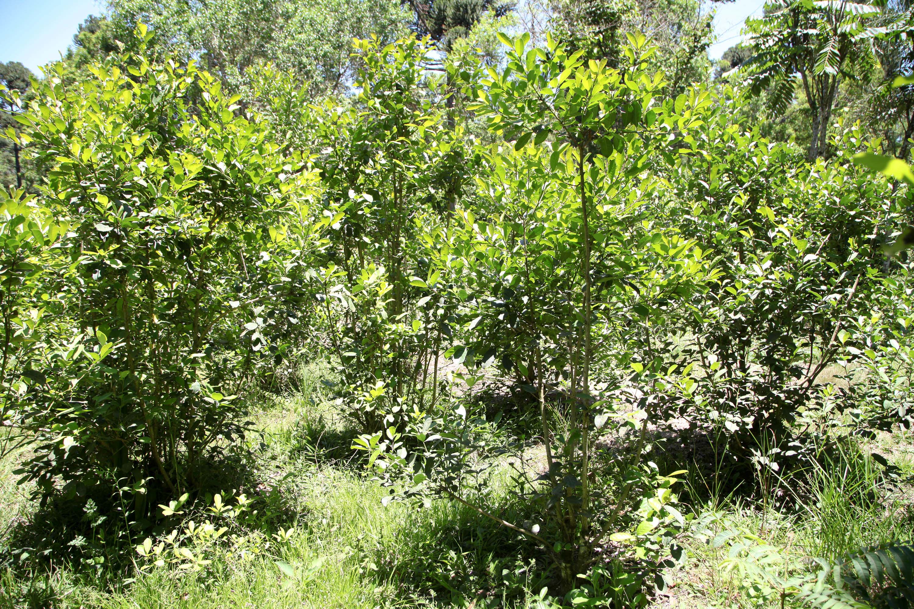 Feito no Paraná Empresa Baronesa Ervateira. Foto: Ari Dias/AEN