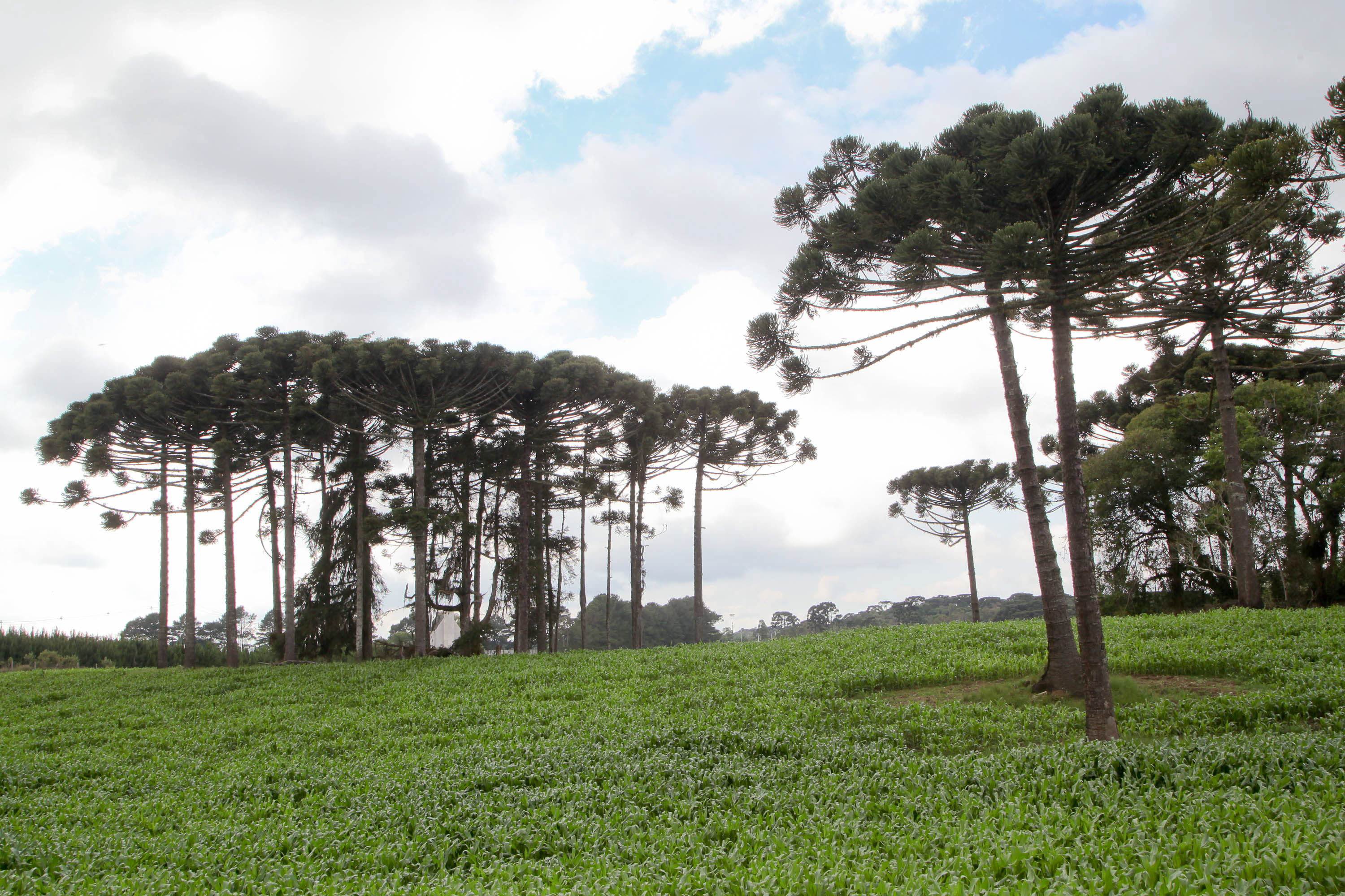 Governo do Estado faz plantio de mudas de araucário. Foto: Ari Dias/AEN