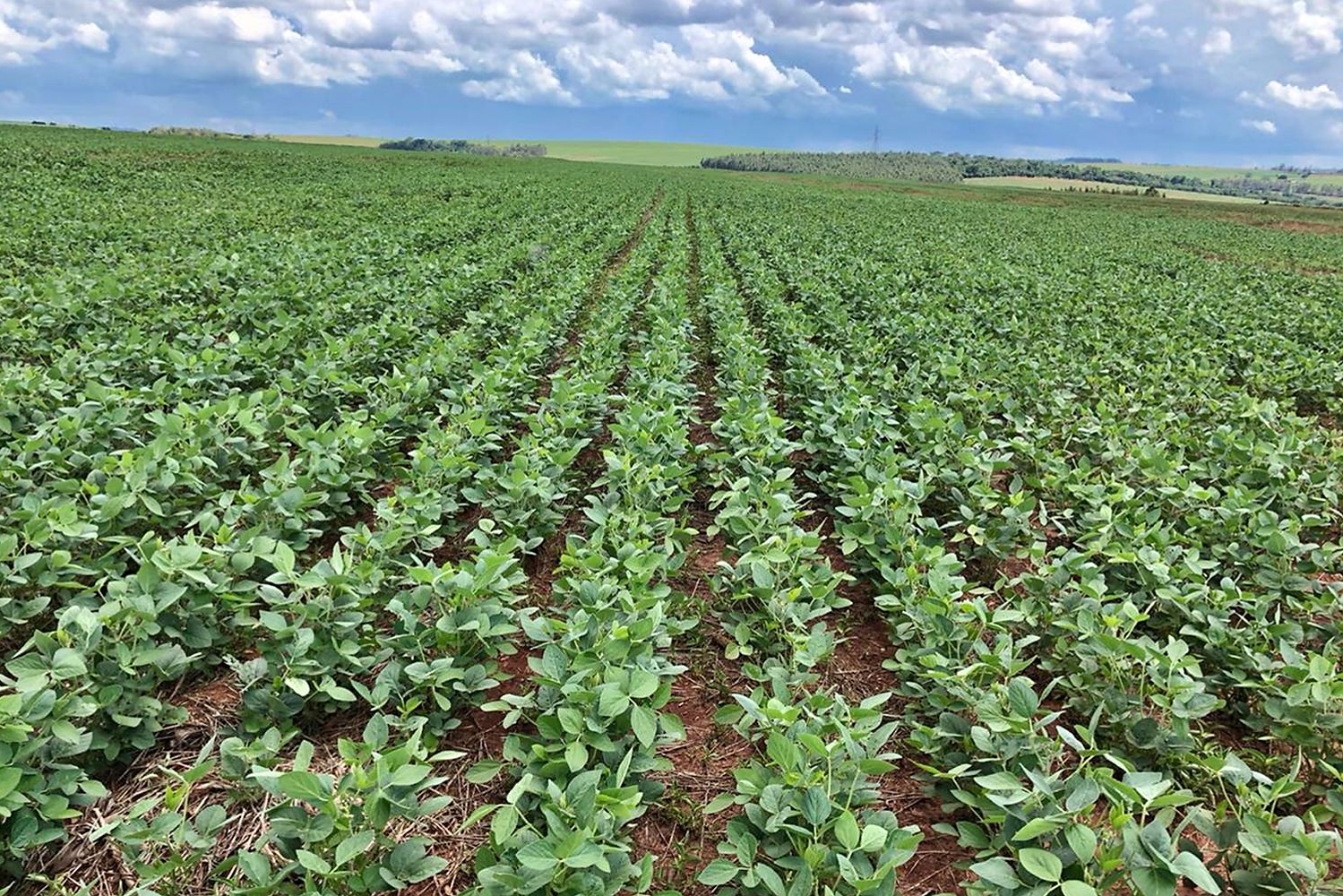 Resultados com a soja são visíveis comparando área testemunho
Foto: SANEPAR