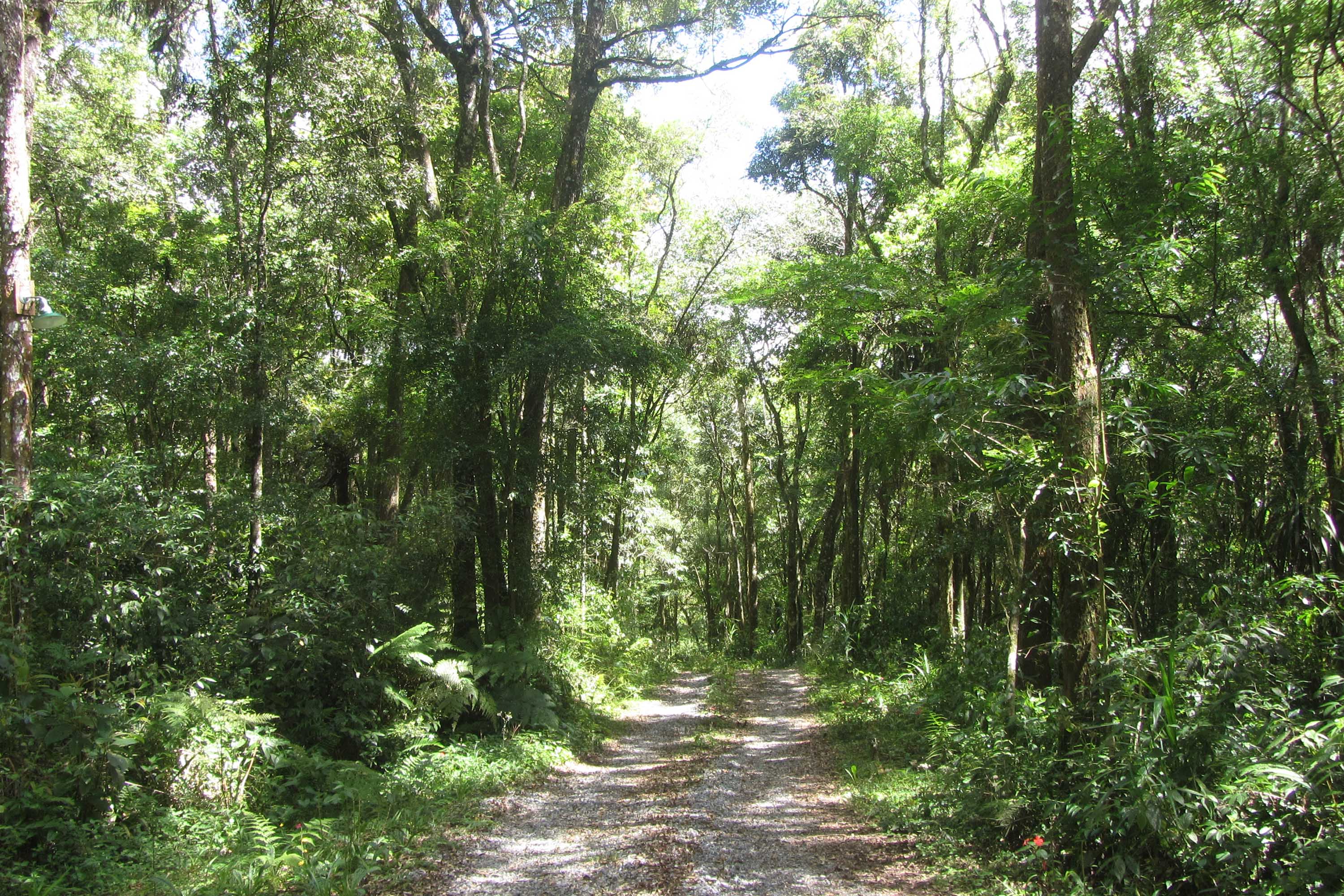 O Governo do Paraná destinou R$ 701.013,90 às 20 Reservas Particulares de Patrimônio Natural (RPPNs) inscritas no Edital nº 01/2018 do Programa Pagamento por Serviços Ambientais (PSA).  - Foto: Tereza Hoffmann / IAT