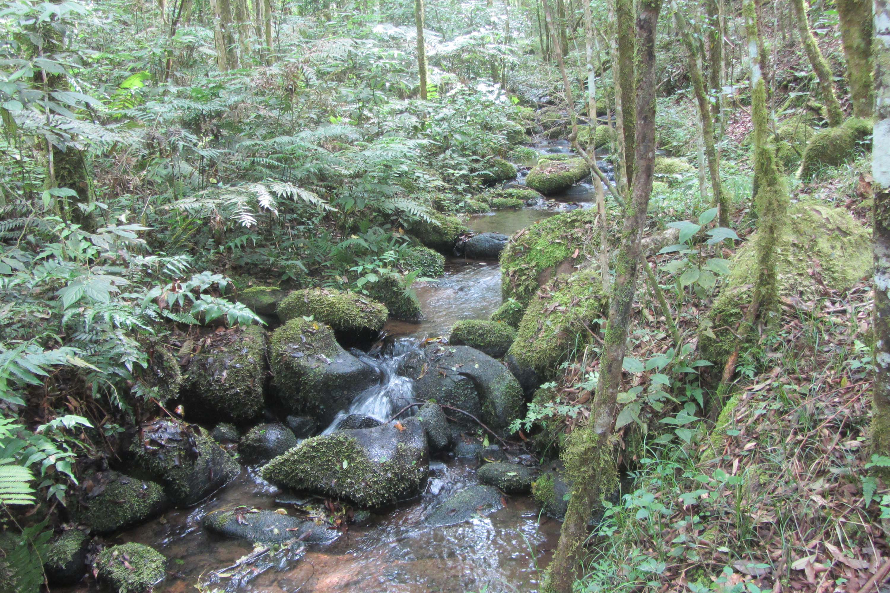 O Governo do Paraná destinou R$ 701.013,90 às 20 Reservas Particulares de Patrimônio Natural (RPPNs) inscritas no Edital nº 01/2018 do Programa Pagamento por Serviços Ambientais (PSA).  - Foto: Tereza Hoffmann / IAT