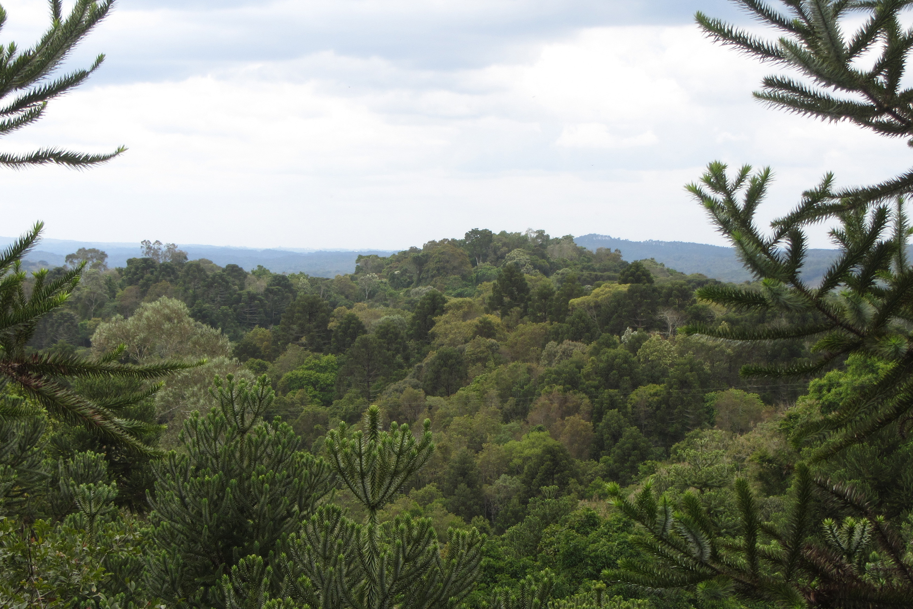 O Governo do Paraná destinou R$ 701.013,90 às 20 Reservas Particulares de Patrimônio Natural (RPPNs) inscritas no Edital nº 01/2018 do Programa Pagamento por Serviços Ambientais (PSA).  - Foto: Tereza Hoffmann / IAT