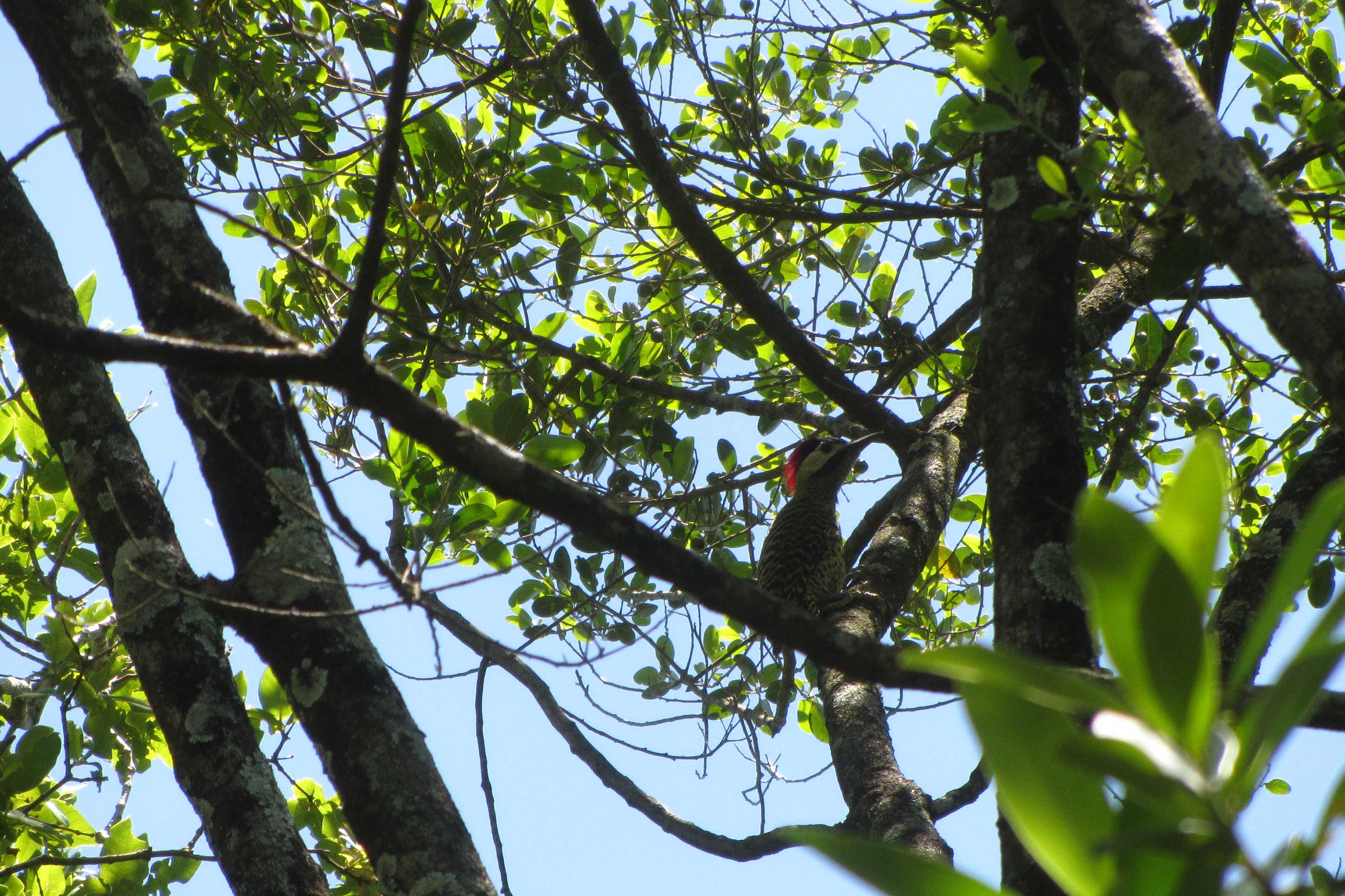 O Governo do Paraná destinou R$ 701.013,90 às 20 Reservas Particulares de Patrimônio Natural (RPPNs) inscritas no Edital nº 01/2018 do Programa Pagamento por Serviços Ambientais (PSA).  - Foto: Tereza Hoffmann / IAT