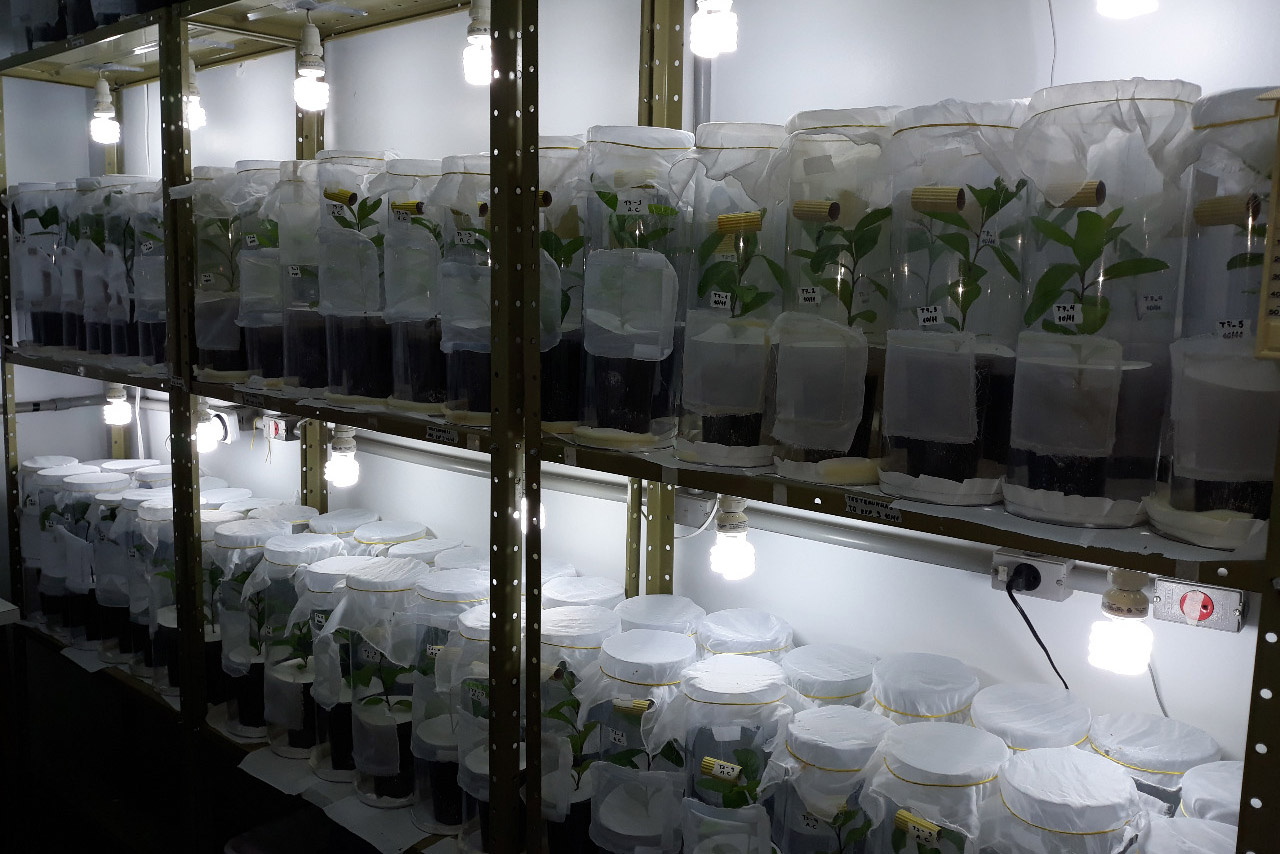 A Universidade Estadual do Oeste do Paraná (Unioeste), em parceria com o Instituto Nacional de Tecnología Agropecuária (Inta) da Argentina, desenvolve dois projetos de controle de pragas da erva-mate. A planta, utilizada na produção do chimarrão, é responsável por uma cadeia produtiva que movimenta R$ 1,2 bilhão de dólares ao ano.  -  Foto: Divulgação Unioeste