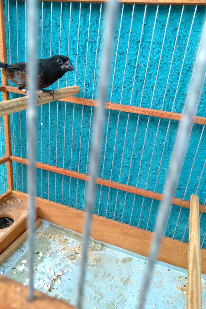 A criação amadora de aves passeriformes nativas, popularmente conhecidas como passarinhos, possui legislação própria para regulamentar todo o processo, desde a aquisição do animal até cuidados diários.  -  Foto: Fernanda Felisbino / Bióloga IAT