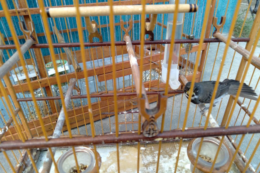 A criação amadora de aves passeriformes nativas, popularmente conhecidas como passarinhos, possui legislação própria para regulamentar todo o processo, desde a aquisição do animal até cuidados diários.  -  Foto: Fernanda Felisbino / Bióloga IAT