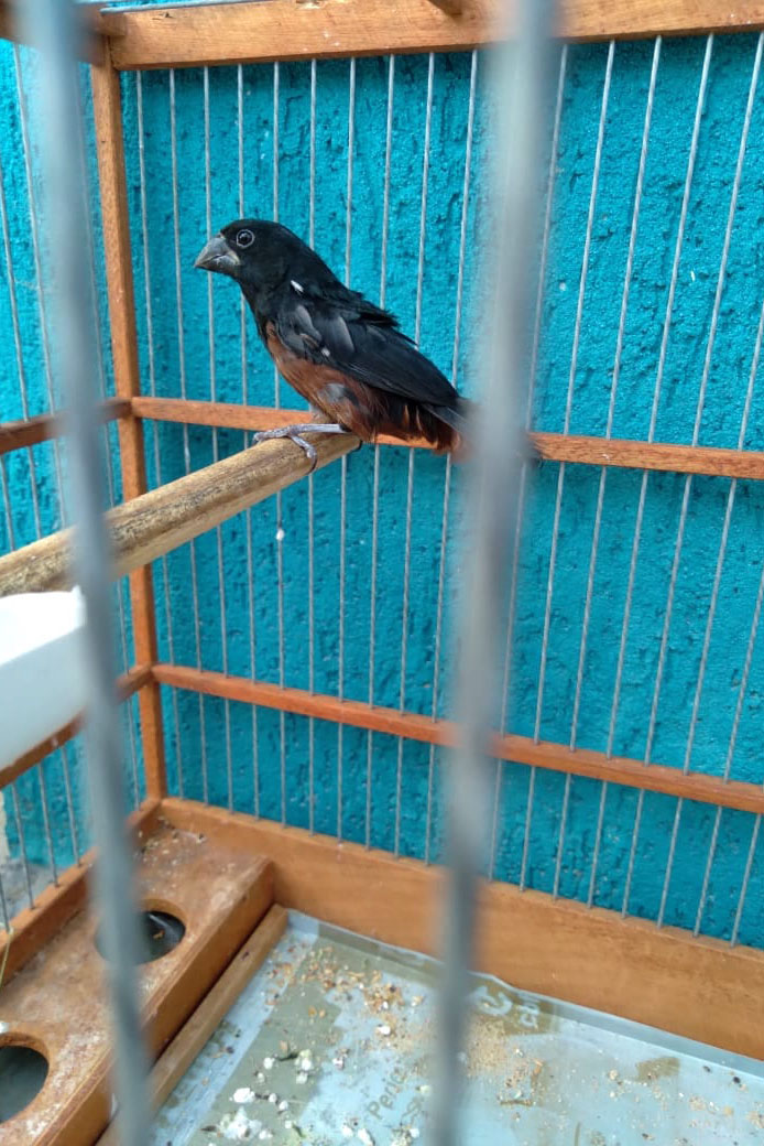 A criação amadora de aves passeriformes nativas, popularmente conhecidas como passarinhos, possui legislação própria para regulamentar todo o processo, desde a aquisição do animal até cuidados diários.  -  Foto: Fernanda Felisbino / Bióloga IAT