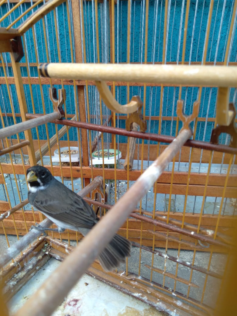 A criação amadora de aves passeriformes nativas, popularmente conhecidas como passarinhos, possui legislação própria para regulamentar todo o processo, desde a aquisição do animal até cuidados diários.  -  Foto: Fernanda Felisbino / Bióloga IAT