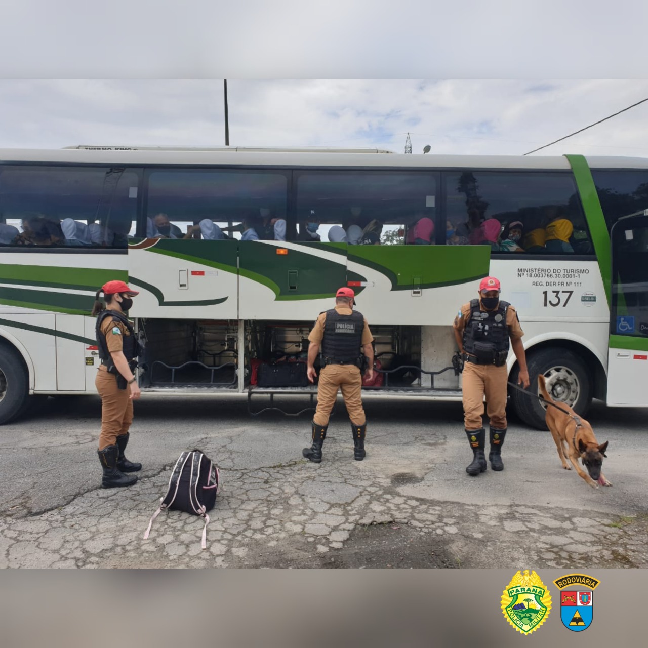 Os cães da Polícia Militar têm sido importantes aliados no processo de apreensão de drogas. Durante a Operação Verão Consciente, os cães Hórus e Argos foram destaque no auxílio aos policiais na apreensão de entorpecentes. - Foto: Divulgação PMPR