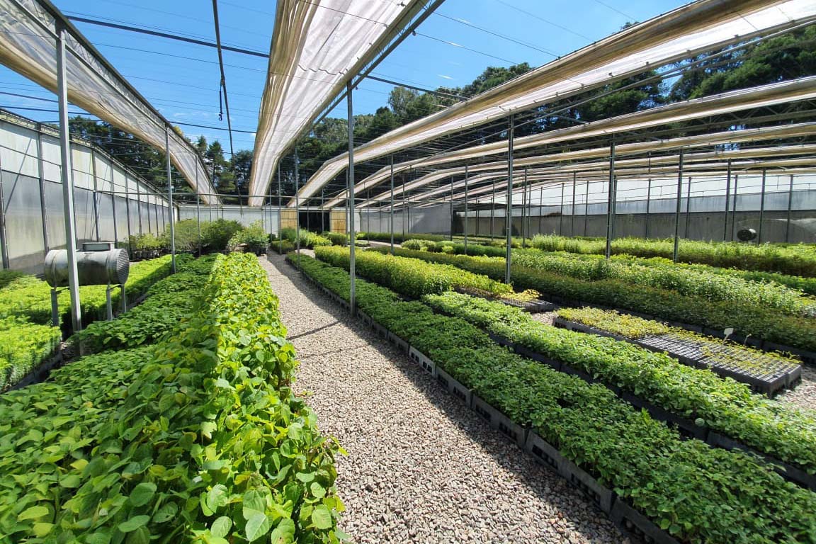 IAT apoia descarte de lixo eletrônico com distribuição de mudas nativas em Pitanga
. Foto: SEDEST