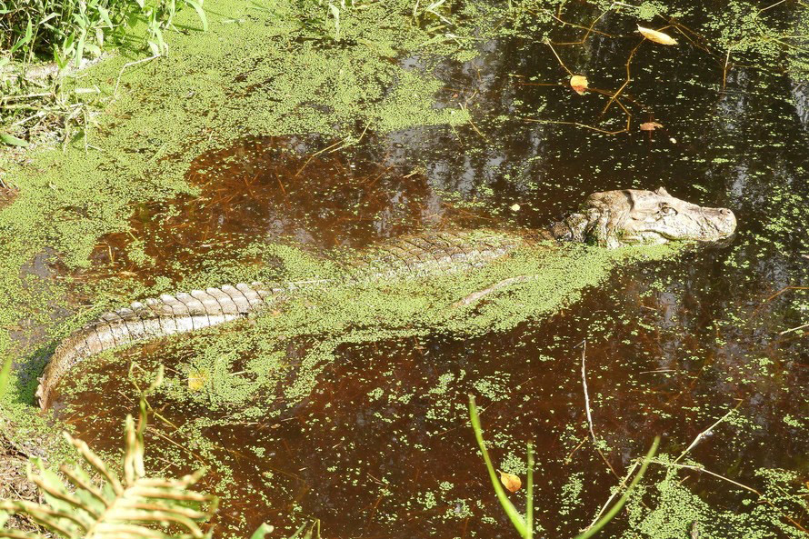 O Instituto Água e Terra (IAT), vinculado à Secretaria do Desenvolvimento Sustentável e do Turismo (Sedest), orienta a população sobre a diferença de animais silvestres nativos e exóticos no Estado. As espécies de animais podem ser divididas em categorias com especificidades quanto ao seu local de origem. -  Foto: Fernanda Felisbino