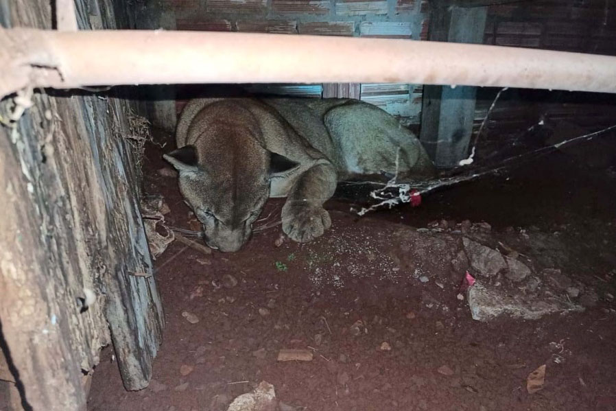 Em 2020, Polícia Ambiental atende mais de 15 mil ocorrências e faz 1,5 mil encaminhamentos no Paraná  -  Curitiba, 29/03/2021  -  Foto: Divulgação SESP-PR