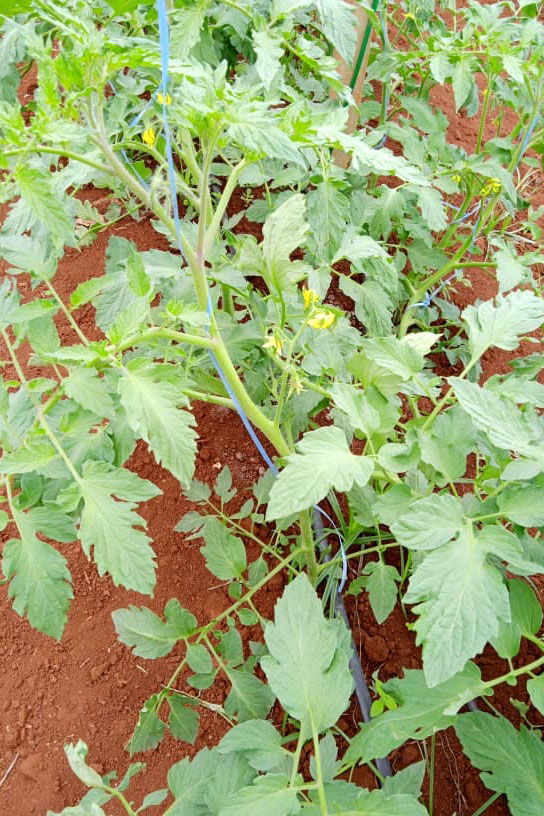 Governo promove qualidade de vida e renda para pequenos produtores  -  Foto: Divulgação IDR-Paraná