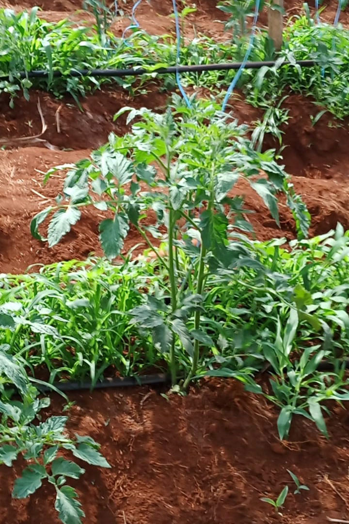 Governo promove qualidade de vida e renda para pequenos produtores  -  Foto: Divulgação IDR-Paraná