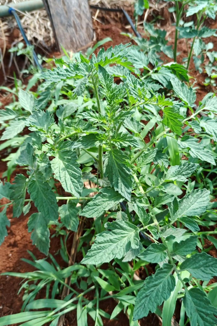 Governo promove qualidade de vida e renda para pequenos produtores  -  Foto: Divulgação IDR-Paraná