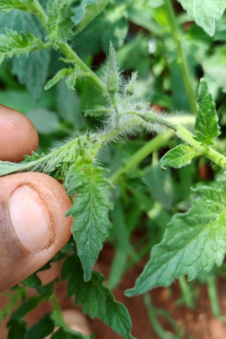 Governo promove qualidade de vida e renda para pequenos produtores  -  Foto: Divulgação IDR-Paraná
