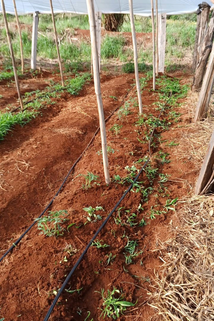Governo promove qualidade de vida e renda para pequenos produtores  -  Foto: Divulgação IDR-Paraná