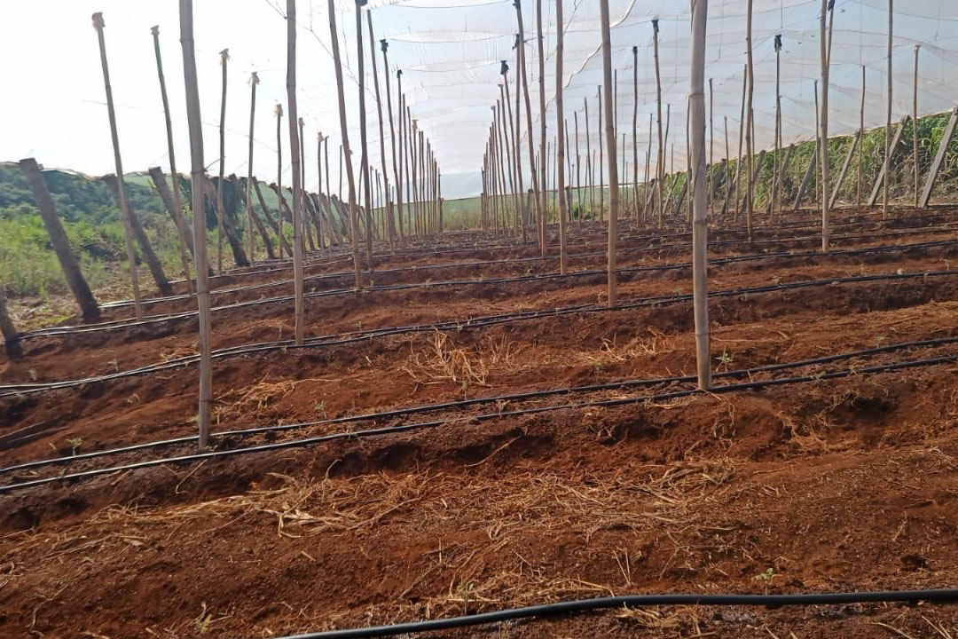 Governo promove qualidade de vida e renda para pequenos produtores  -  Foto: Divulgação IDR-Paraná