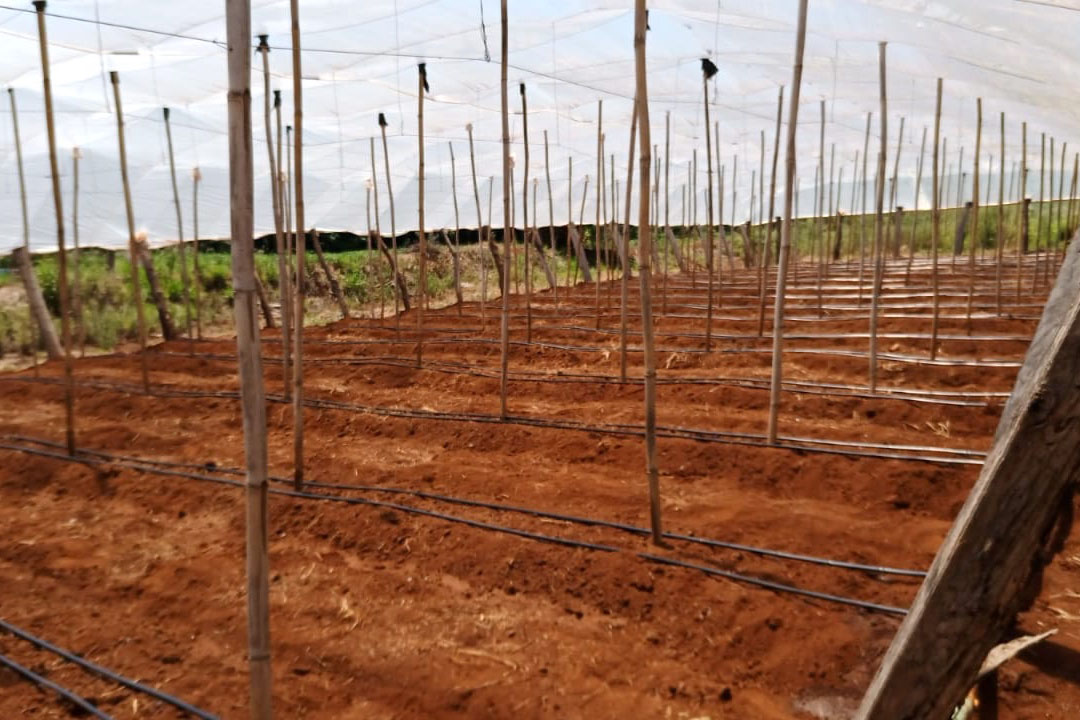 Governo promove qualidade de vida e renda para pequenos produtores  -  Foto: Divulgação IDR-Paraná