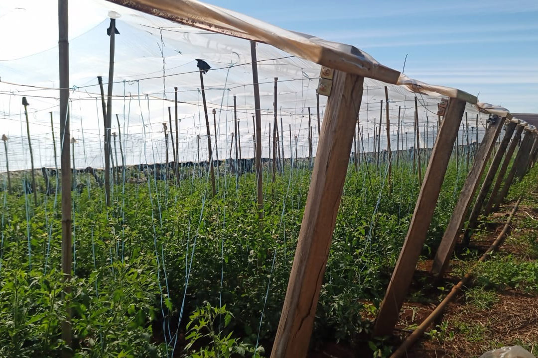 Governo promove qualidade de vida e renda para pequenos produtores  -  Foto: Divulgação IDR-Paraná