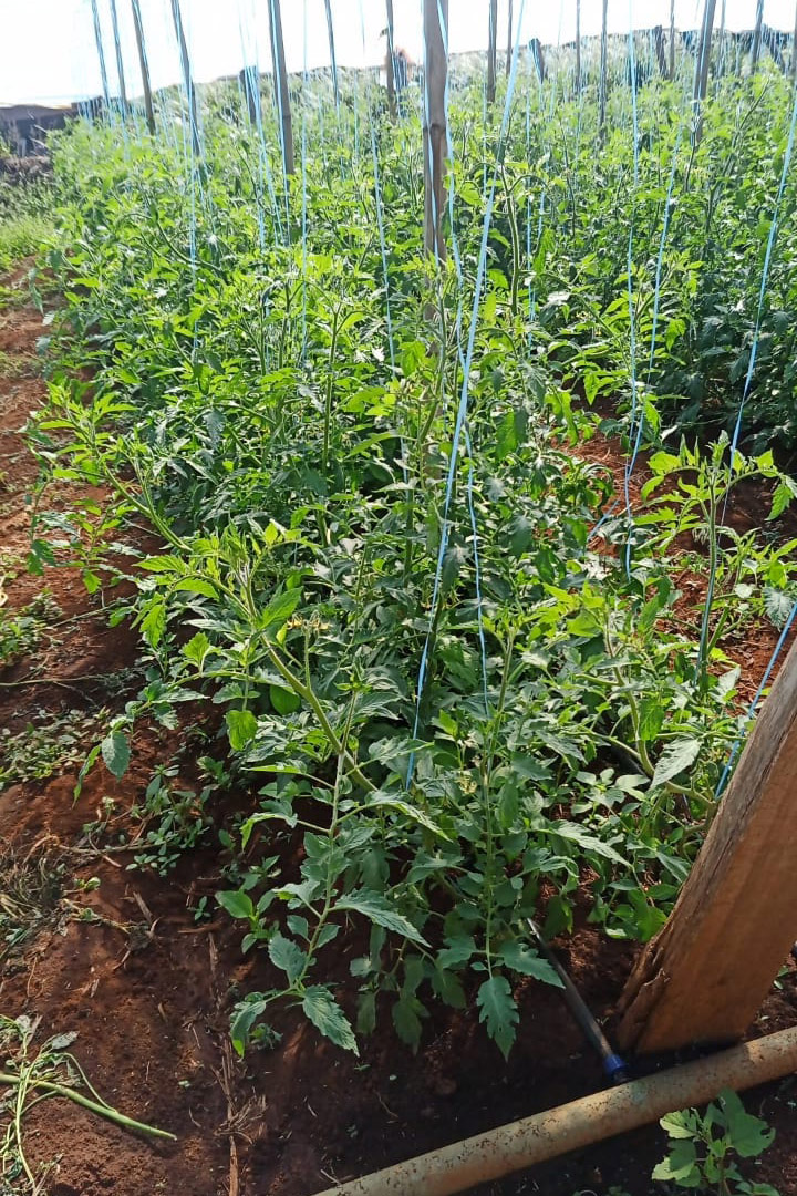 Governo promove qualidade de vida e renda para pequenos produtores  -  Foto: Divulgação IDR-Paraná