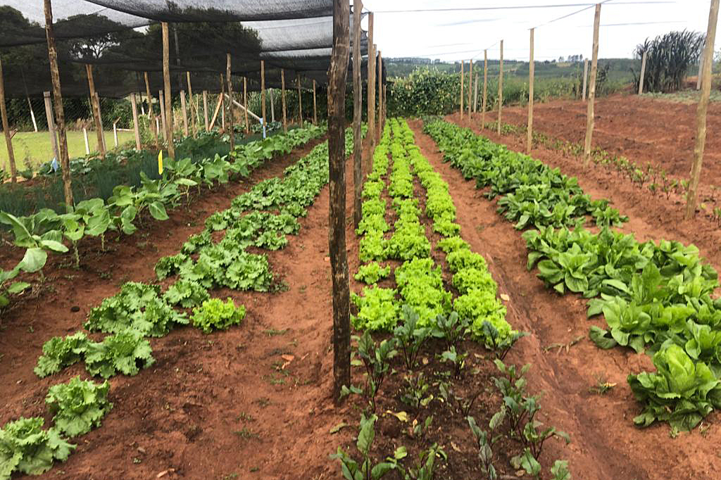 Moradores de Araruna ganham primeira Horta Comunitária. Foto:SEAB