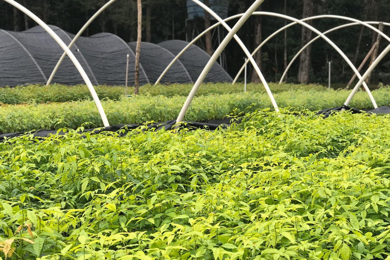 O Instituto Água e Terra (IAT), vinculado à Secretaria do Desenvolvimento Sustentável e do Turismo (Sedest), firmou parceria com o Distrito 4710 do Rotary International para o plantio de 250 mil árvores nativas.  -  Foto: IAT