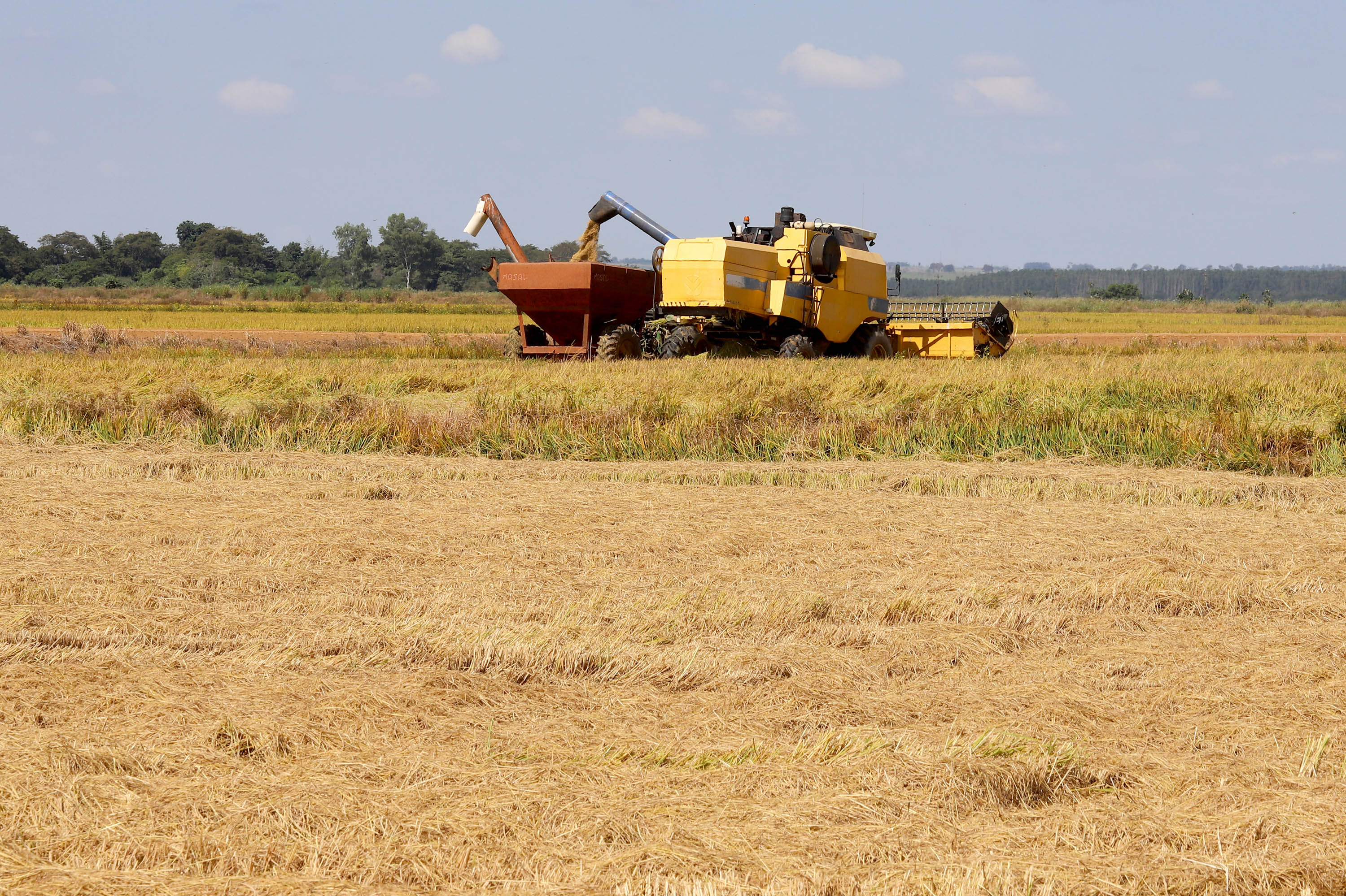 Fazenda Bassani em Santa Isabel do Ivaí. Foto: Ari Dias/AEN
