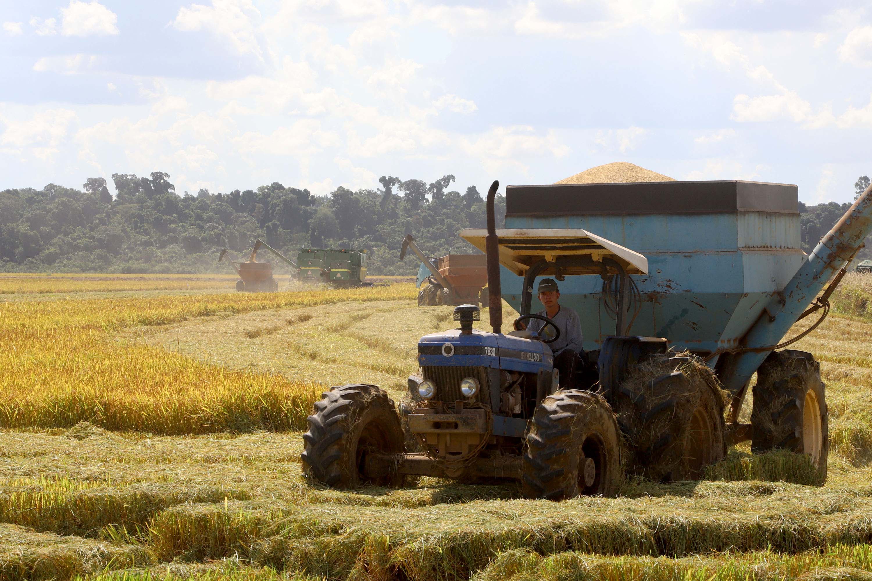 Colheita de arroz - Fazendas Volta Grande e Nova Brasília.Foto: Ari Dias/AEN