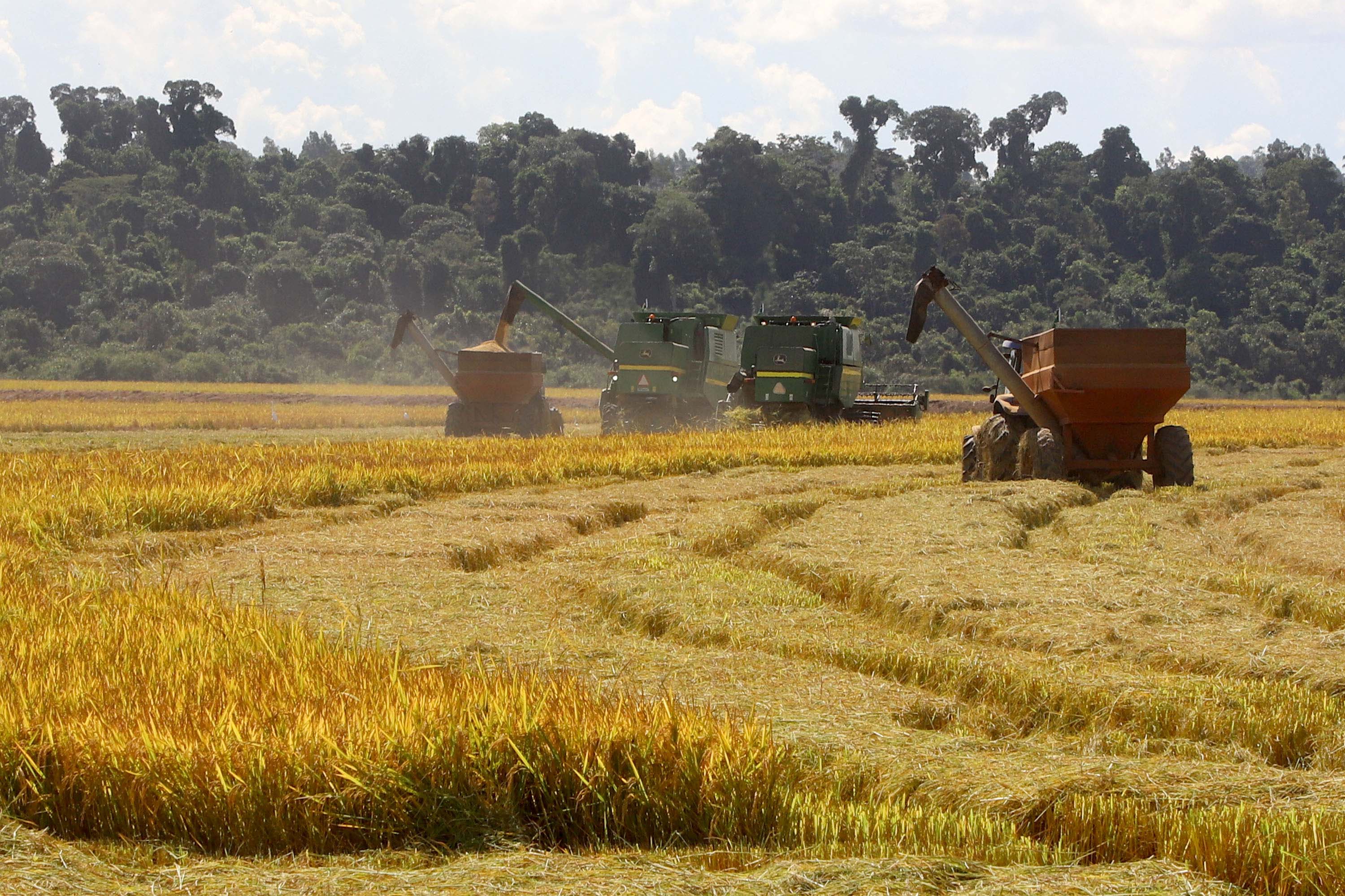 Colheita de arroz - Fazendas Volta Grande e Nova Brasília.Foto: Ari Dias/AEN