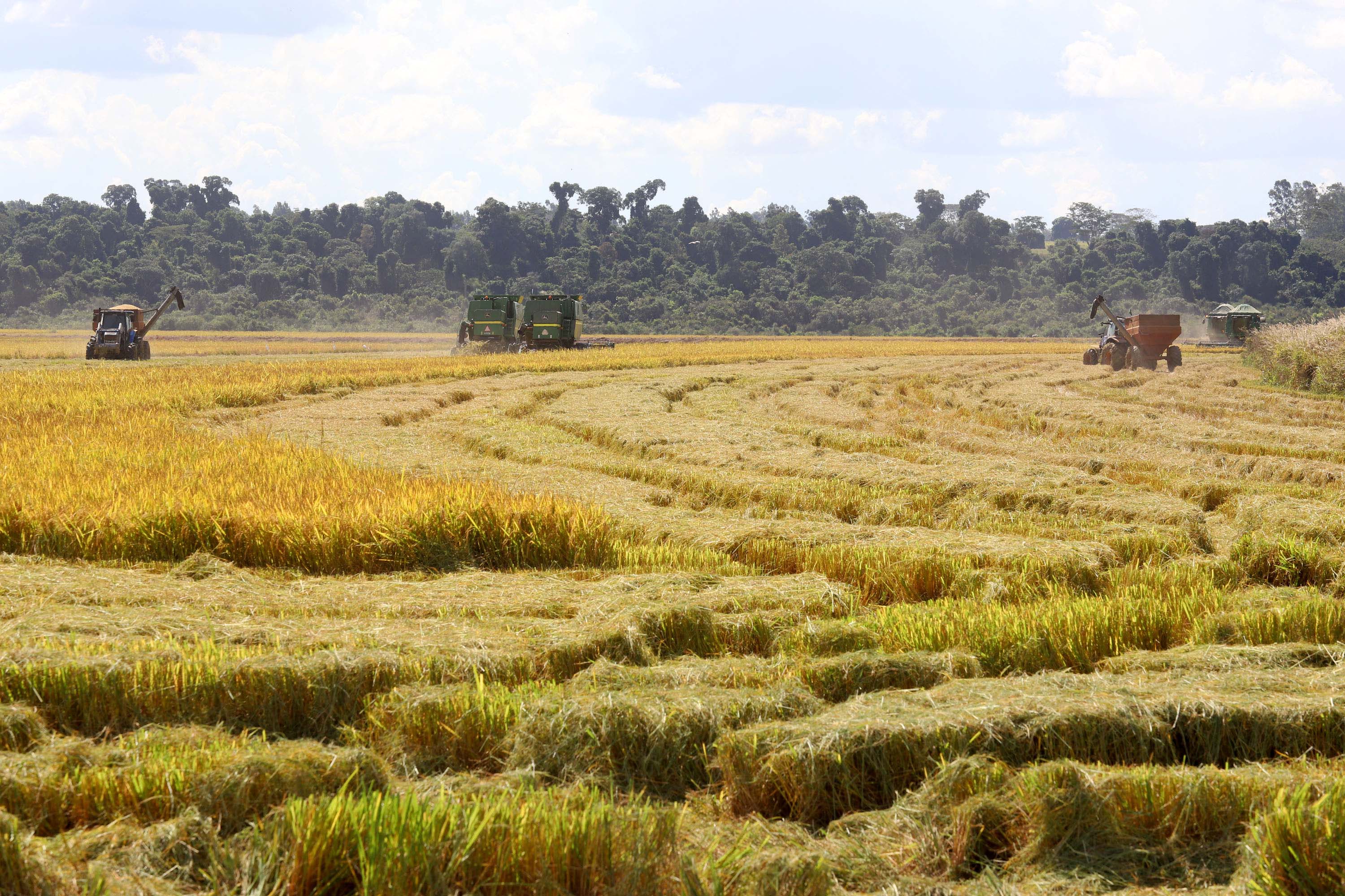 Colheita de arroz - Fazendas Volta Grande e Nova Brasília.Foto: Ari Dias/AEN