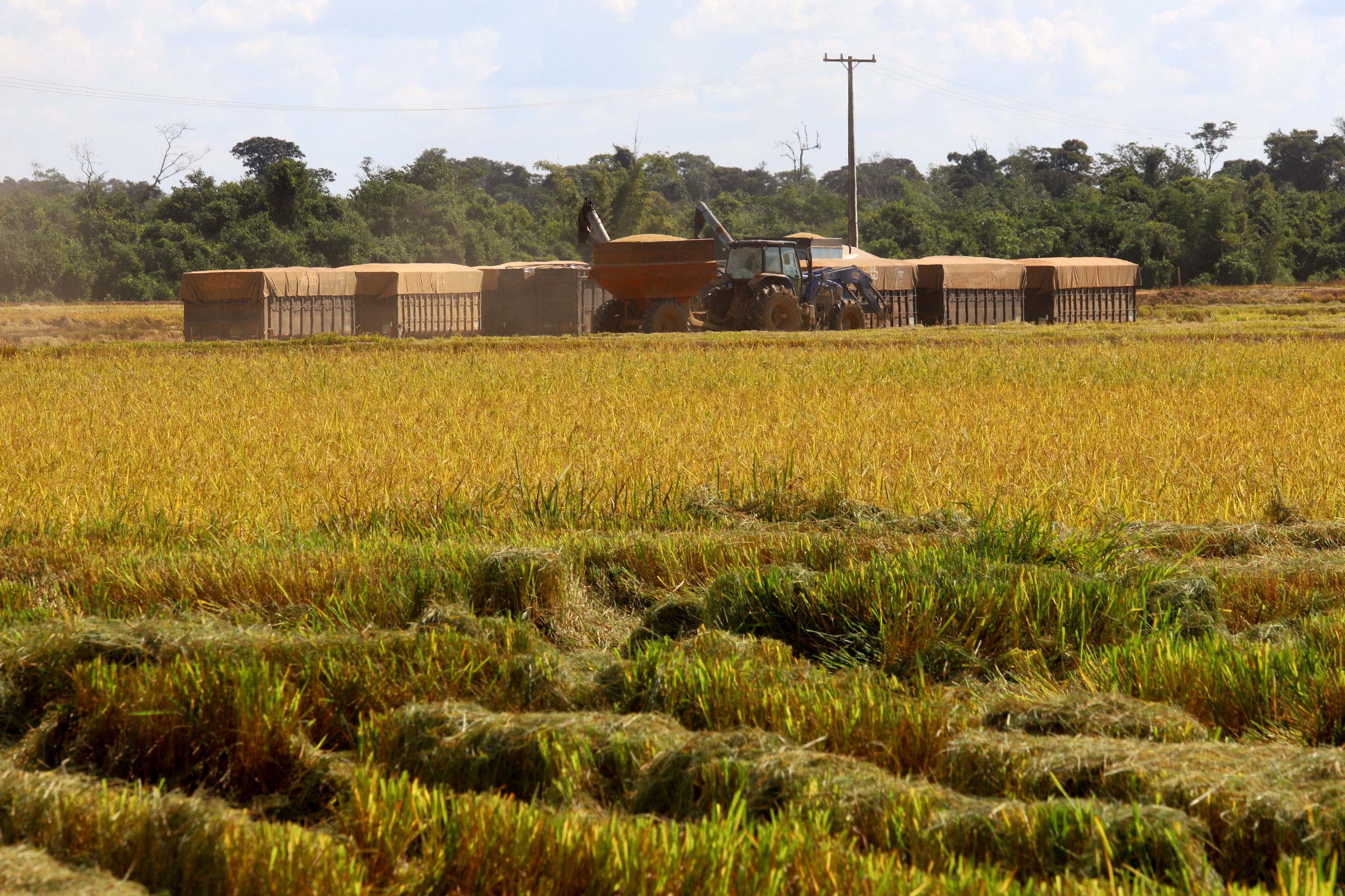 Colheita de arroz - Fazendas Volta Grande e Nova Brasília.Foto: Ari Dias/AEN