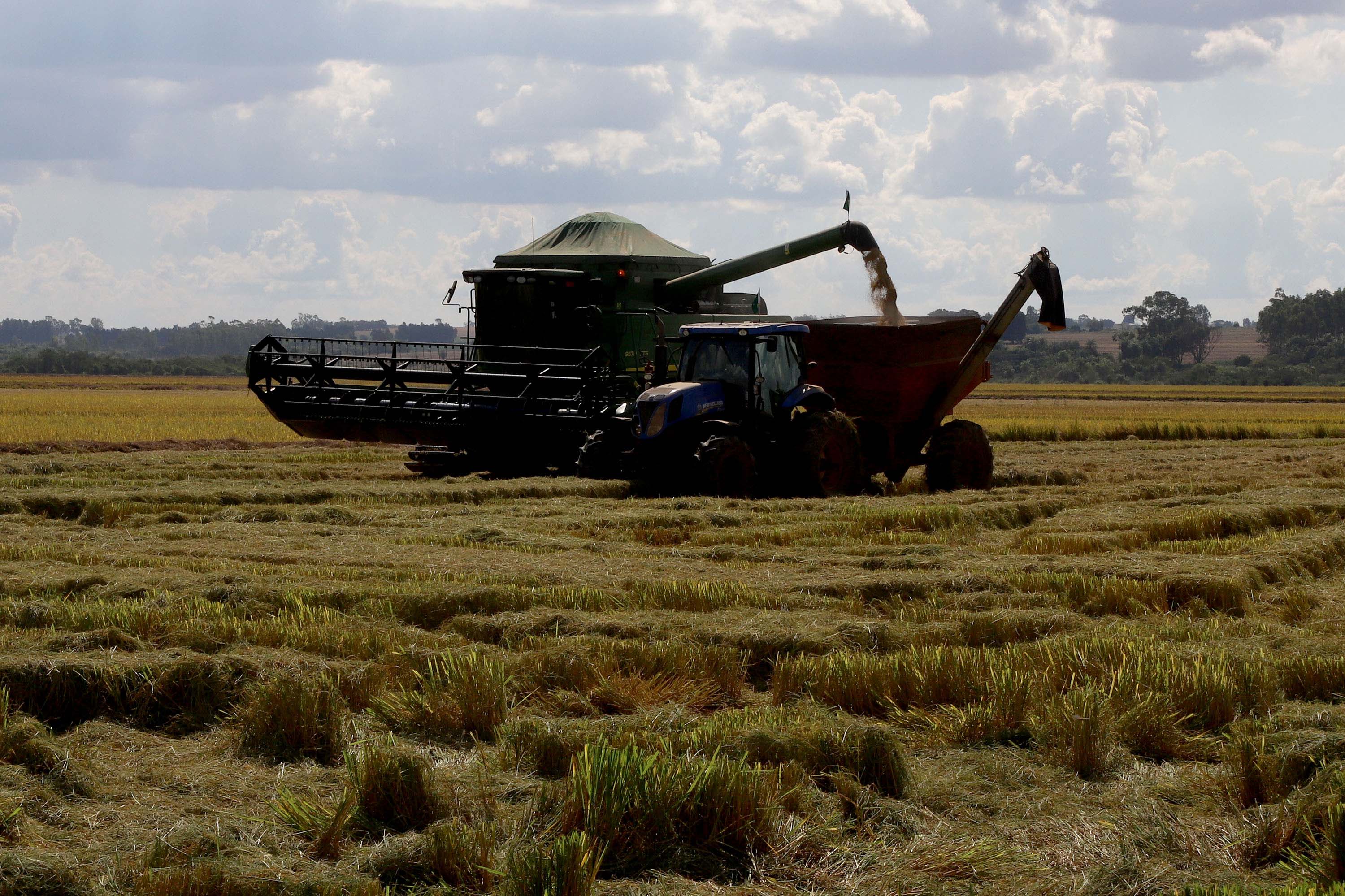 Colheita de arroz - Fazendas Volta Grande e Nova Brasília.Foto: Ari Dias/AEN