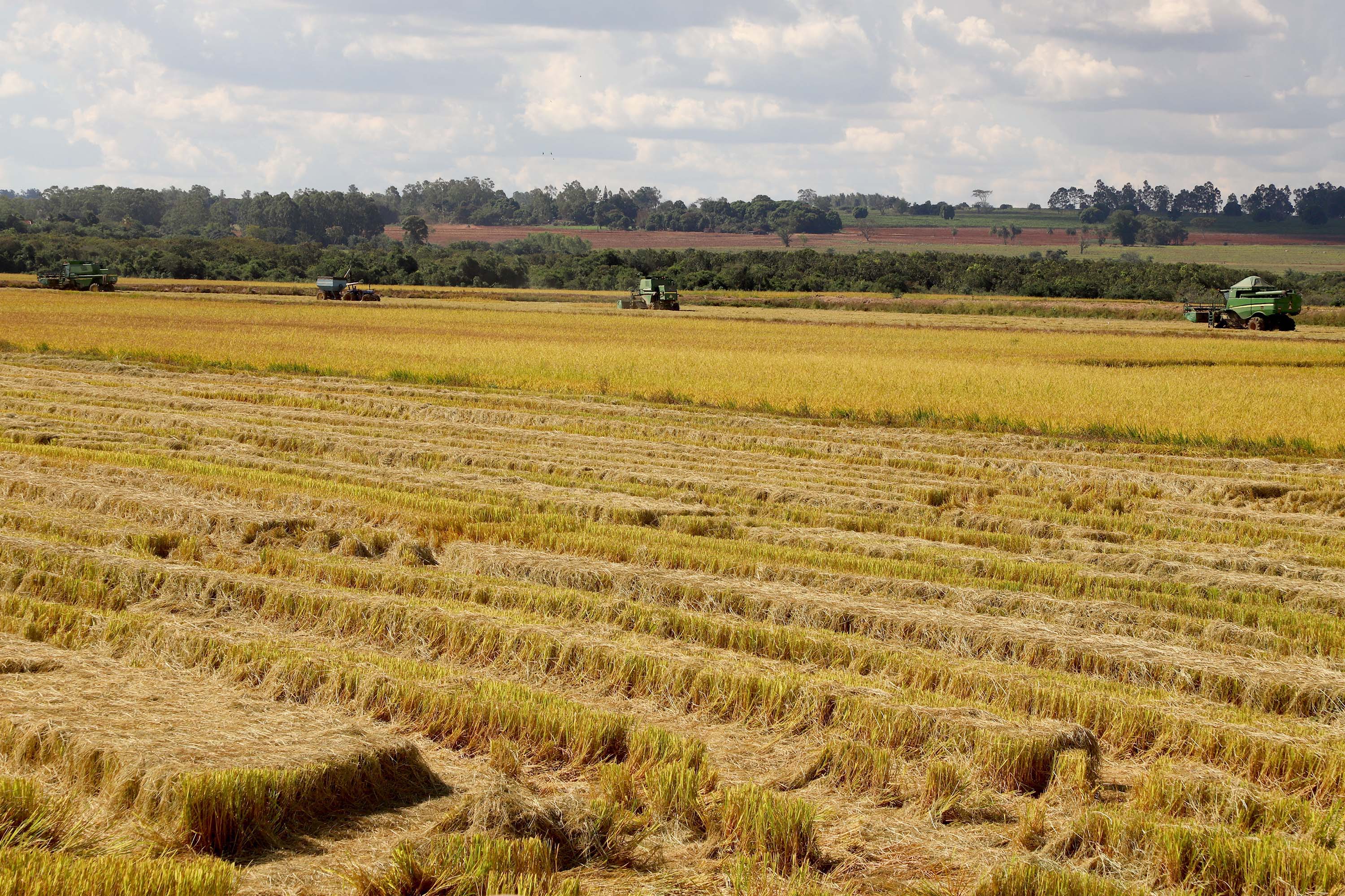 Colheita de arroz - Fazendas Volta Grande e Nova Brasília.Foto: Ari Dias/AEN