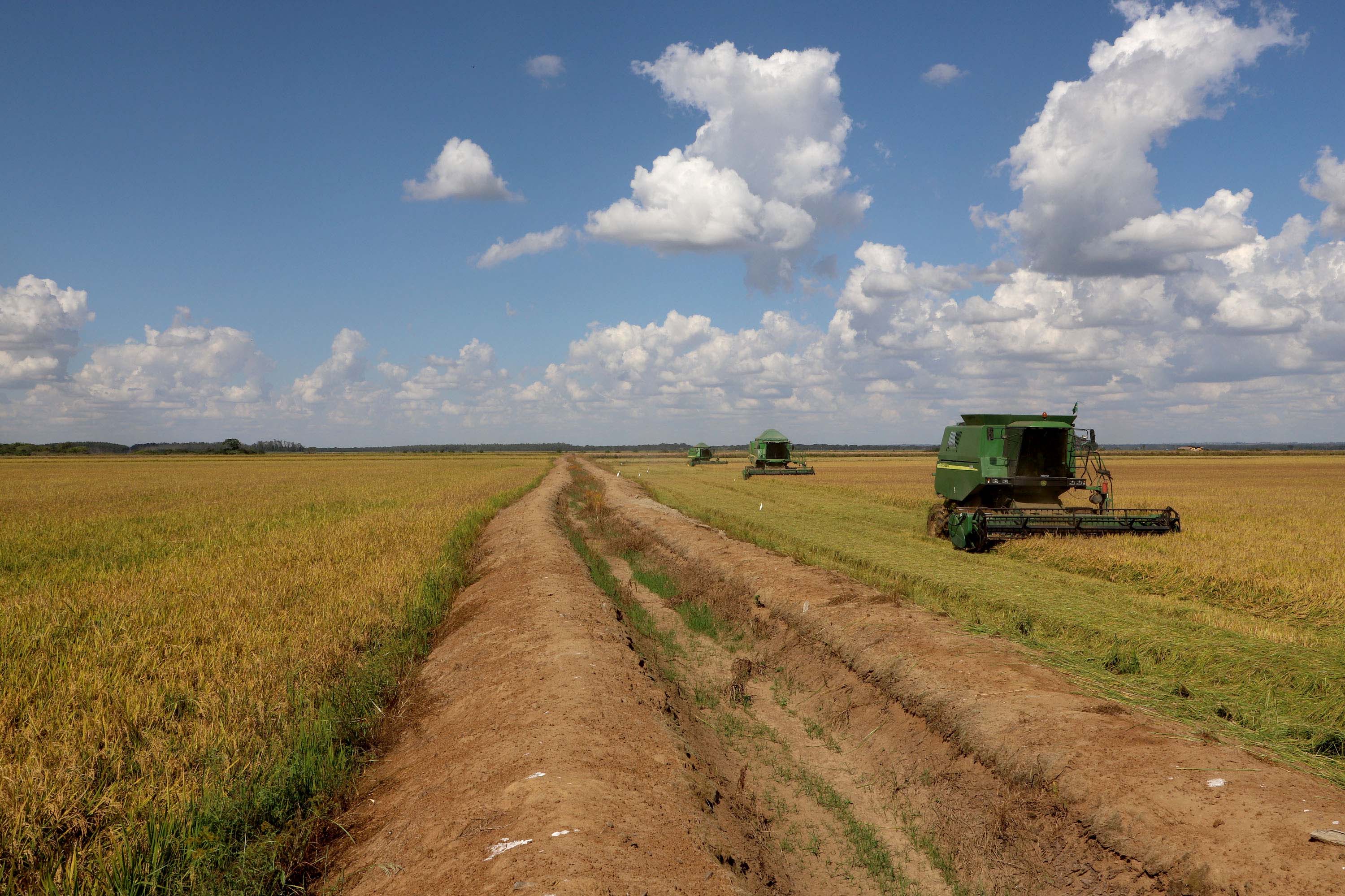 Colheita de arroz - Fazendas Volta Grande e Nova Brasília.Foto: Ari Dias/AEN