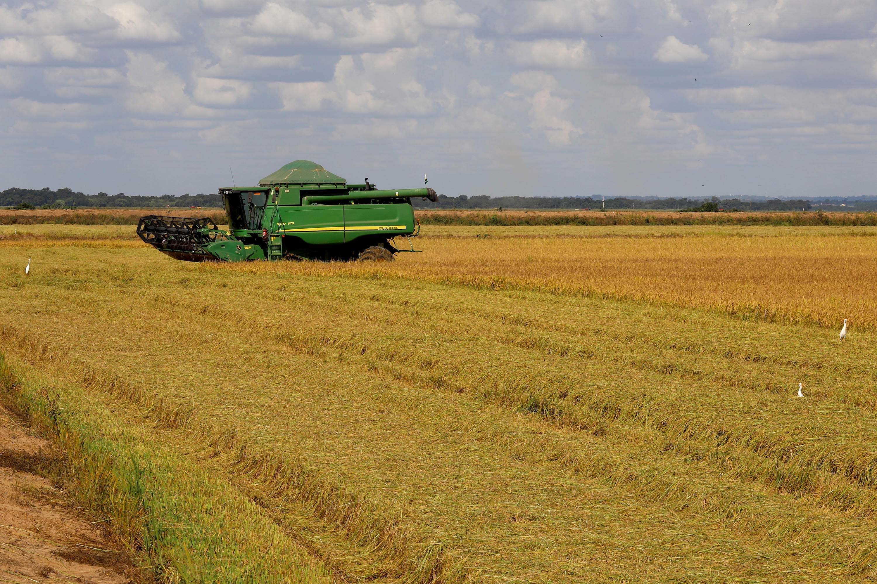 Colheita de arroz - Fazendas Volta Grande e Nova Brasília.Foto: Ari Dias/AEN