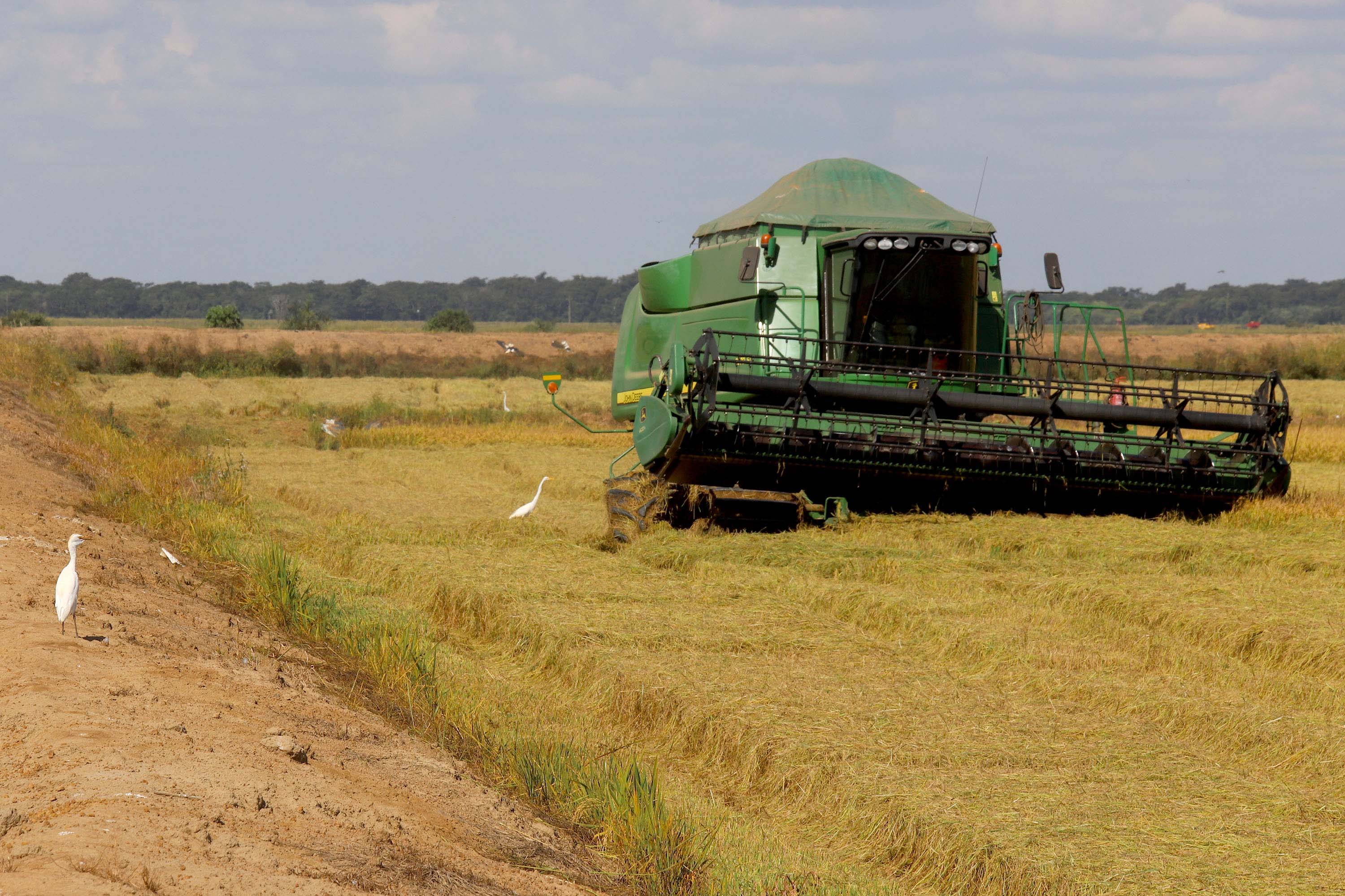 Colheita de arroz - Fazendas Volta Grande e Nova Brasília.Foto: Ari Dias/AEN