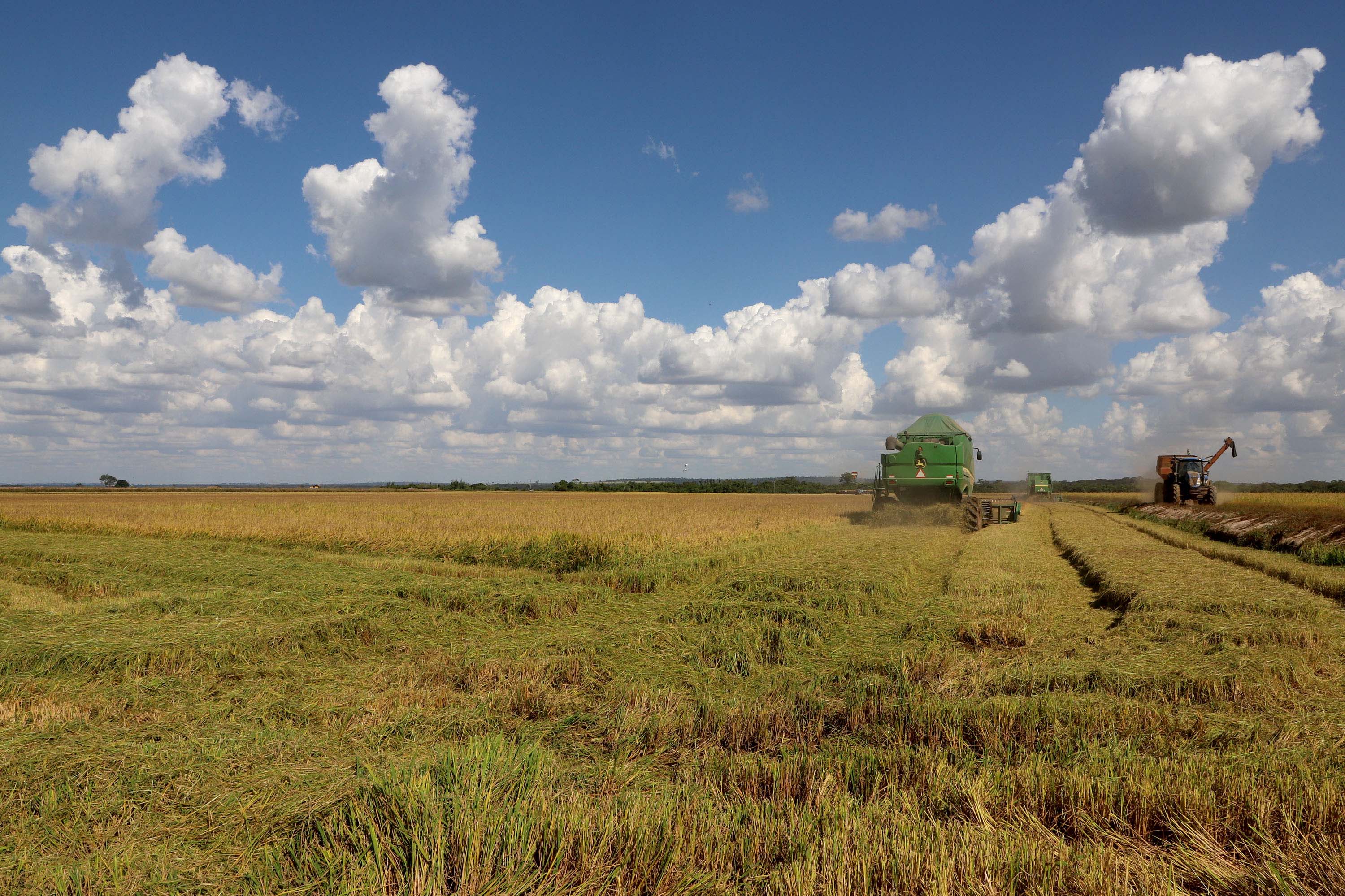 Colheita de arroz - Fazendas Volta Grande e Nova Brasília.Foto: Ari Dias/AEN