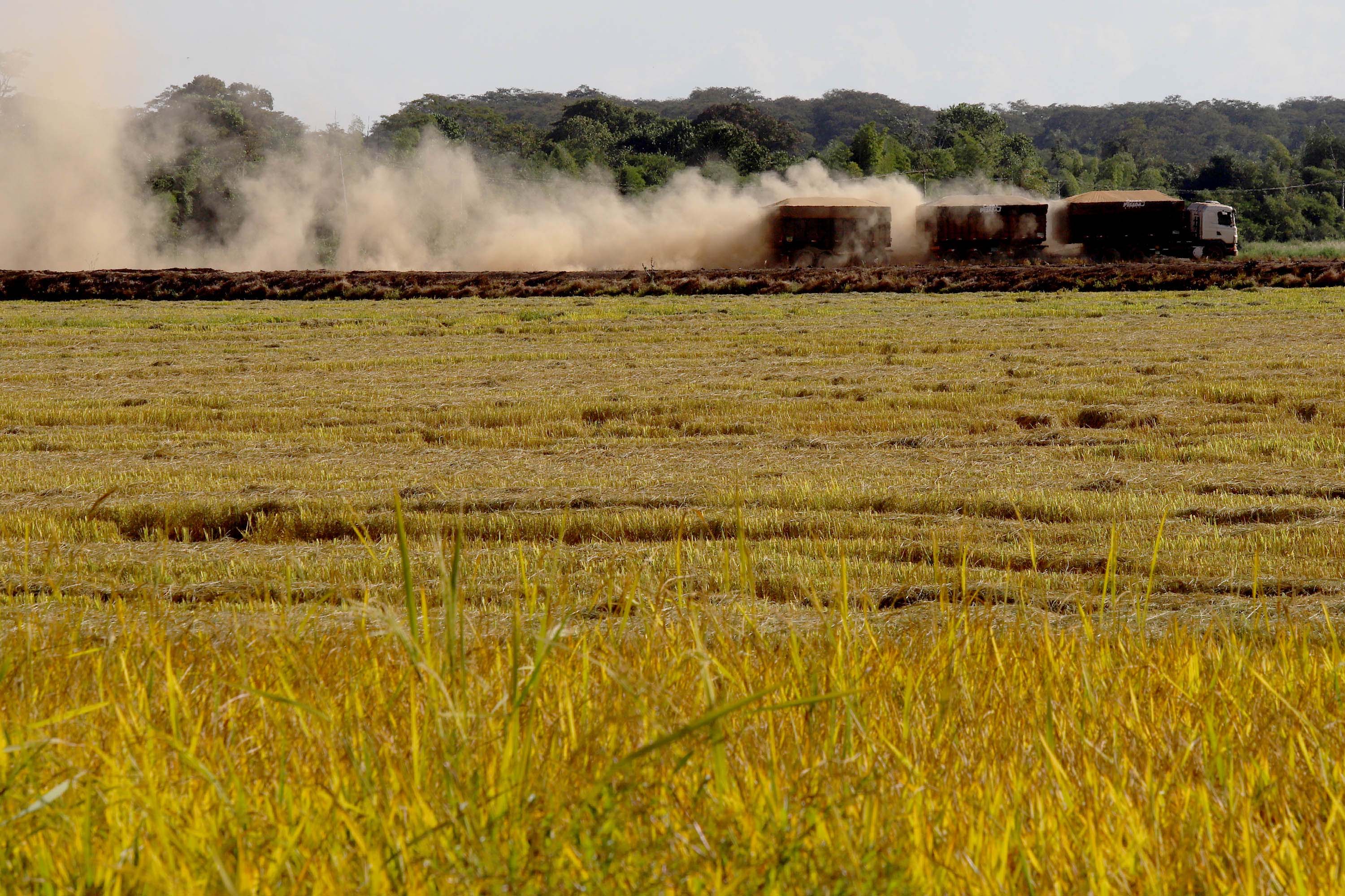 Colheita de arroz - Fazendas Volta Grande e Nova Brasília.Foto: Ari Dias/AEN