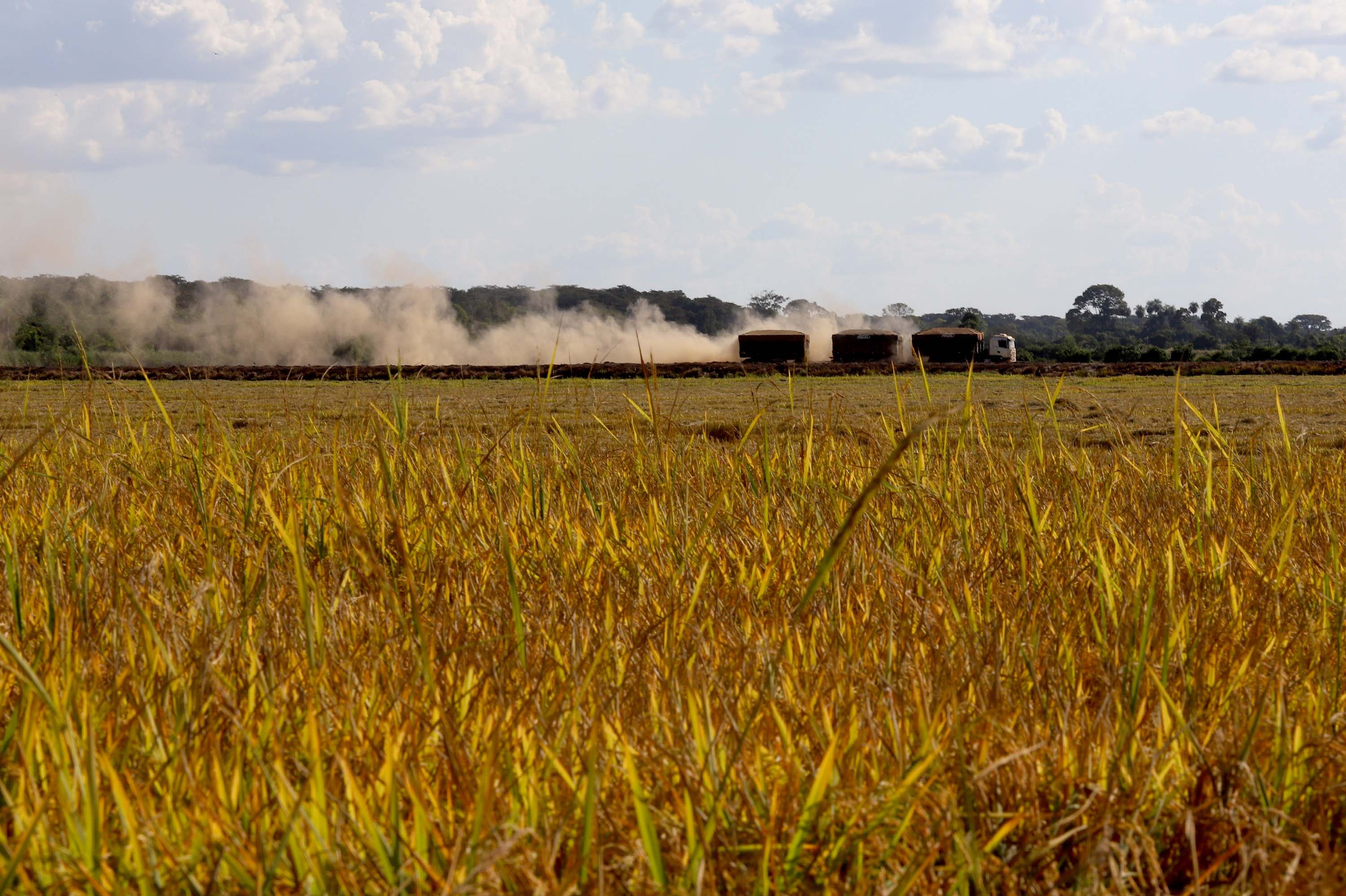 Colheita de arroz - Fazendas Volta Grande e Nova Brasília.Foto: Ari Dias/AEN