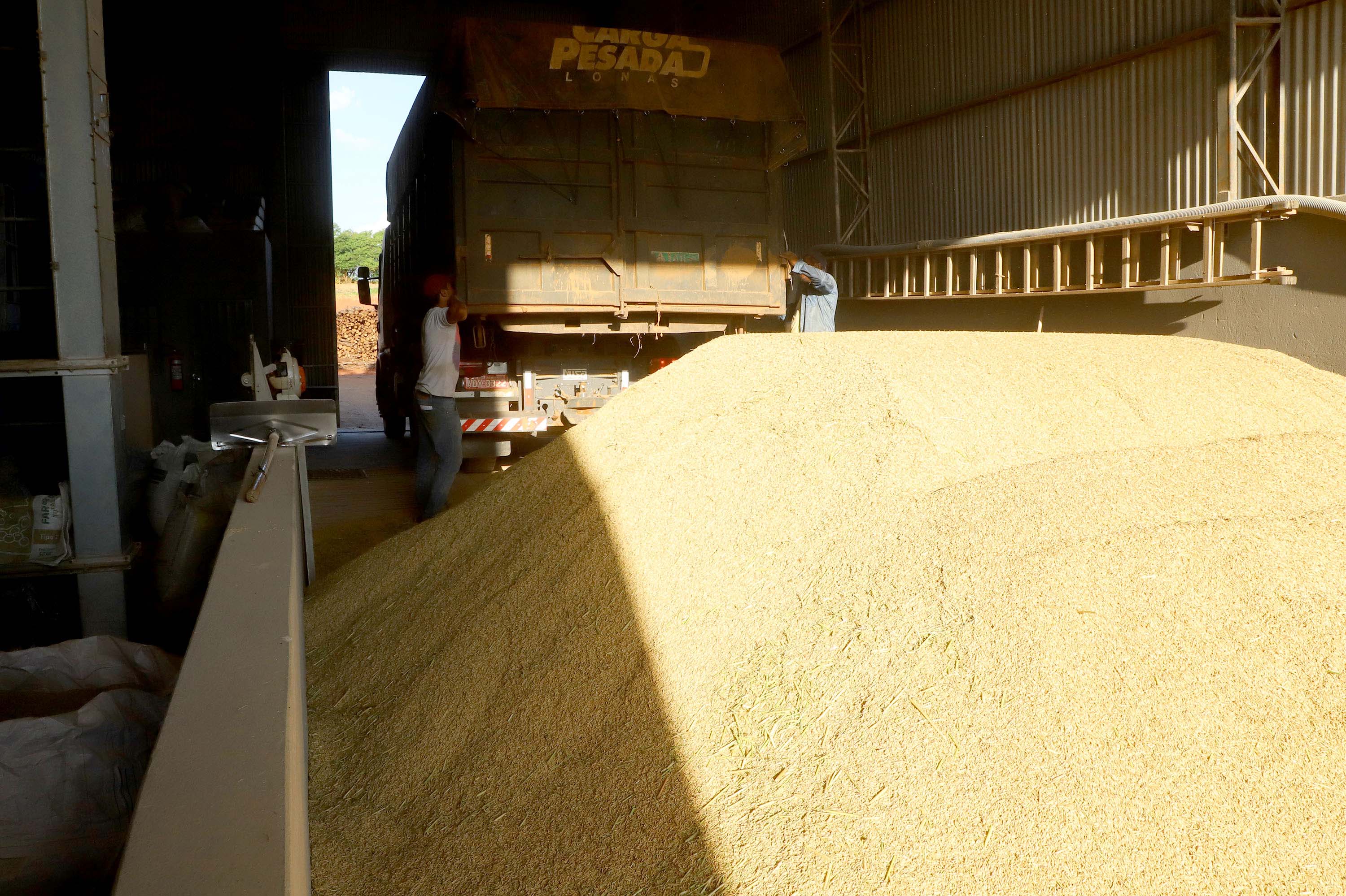 Colheita de arroz - Fazendas Volta Grande e Nova Brasília.Foto: Ari Dias/AEN