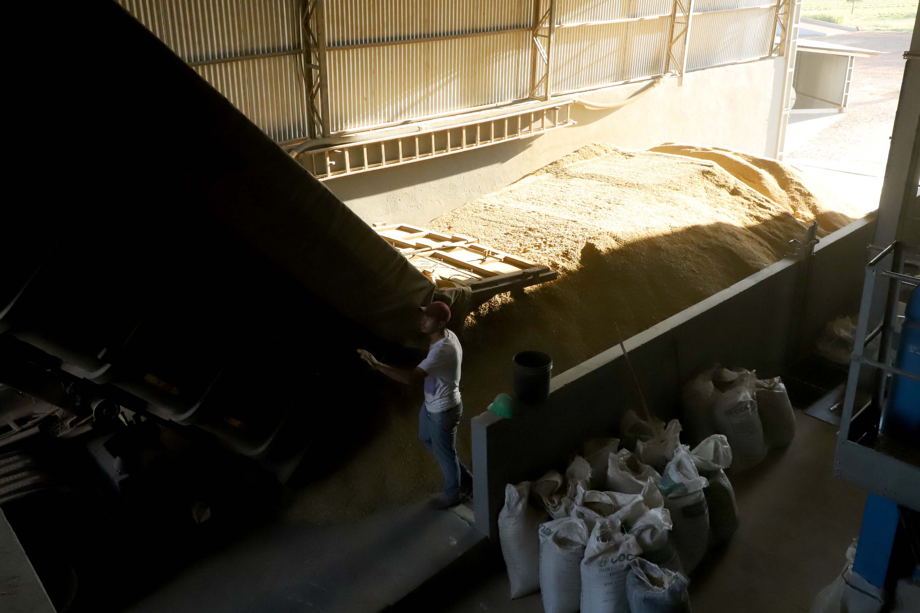 Colheita de arroz - Fazendas Volta Grande e Nova Brasília.Foto: Ari Dias/AEN