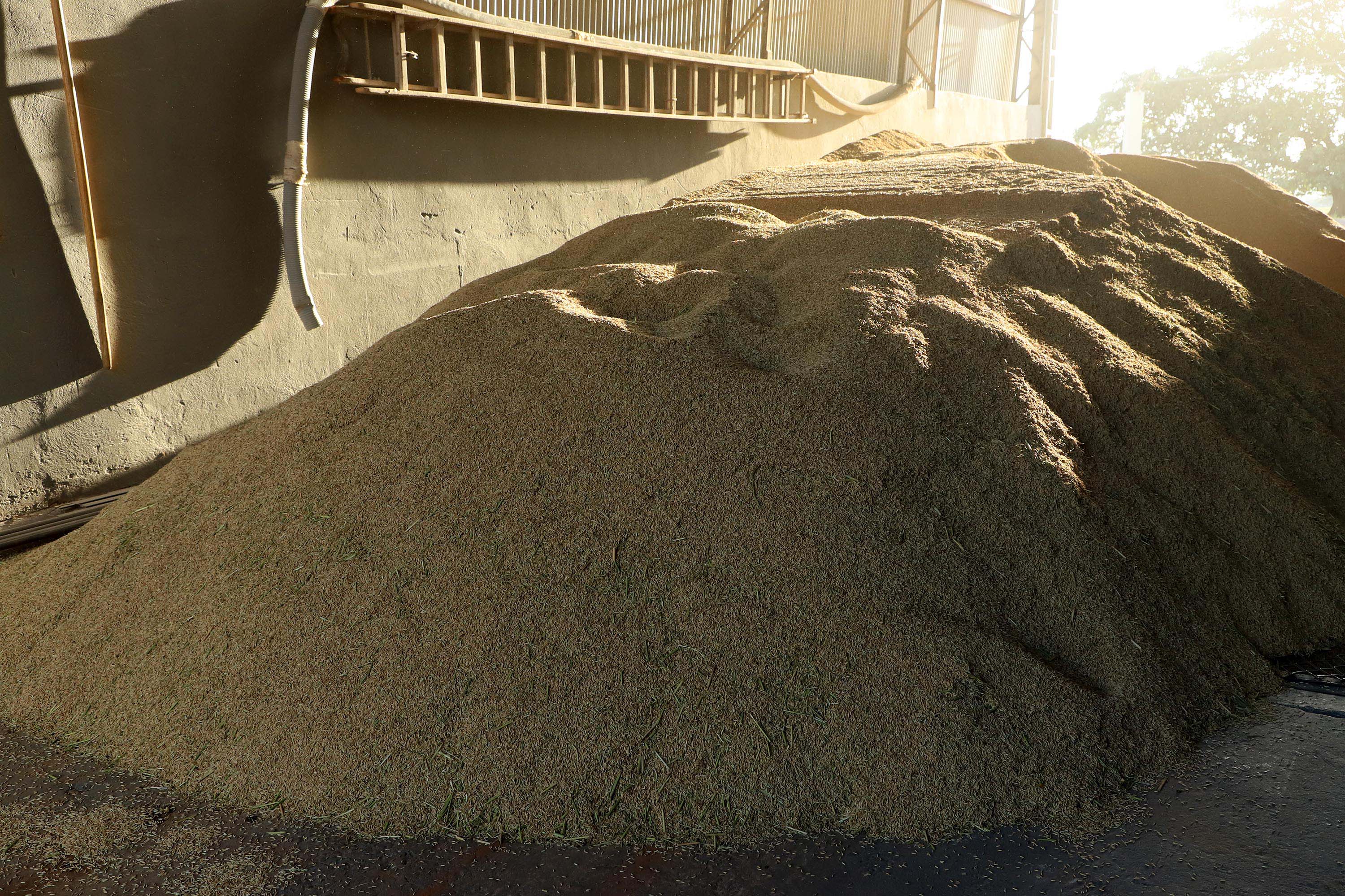 Colheita de arroz - Fazendas Volta Grande e Nova Brasília.Foto: Ari Dias/AEN