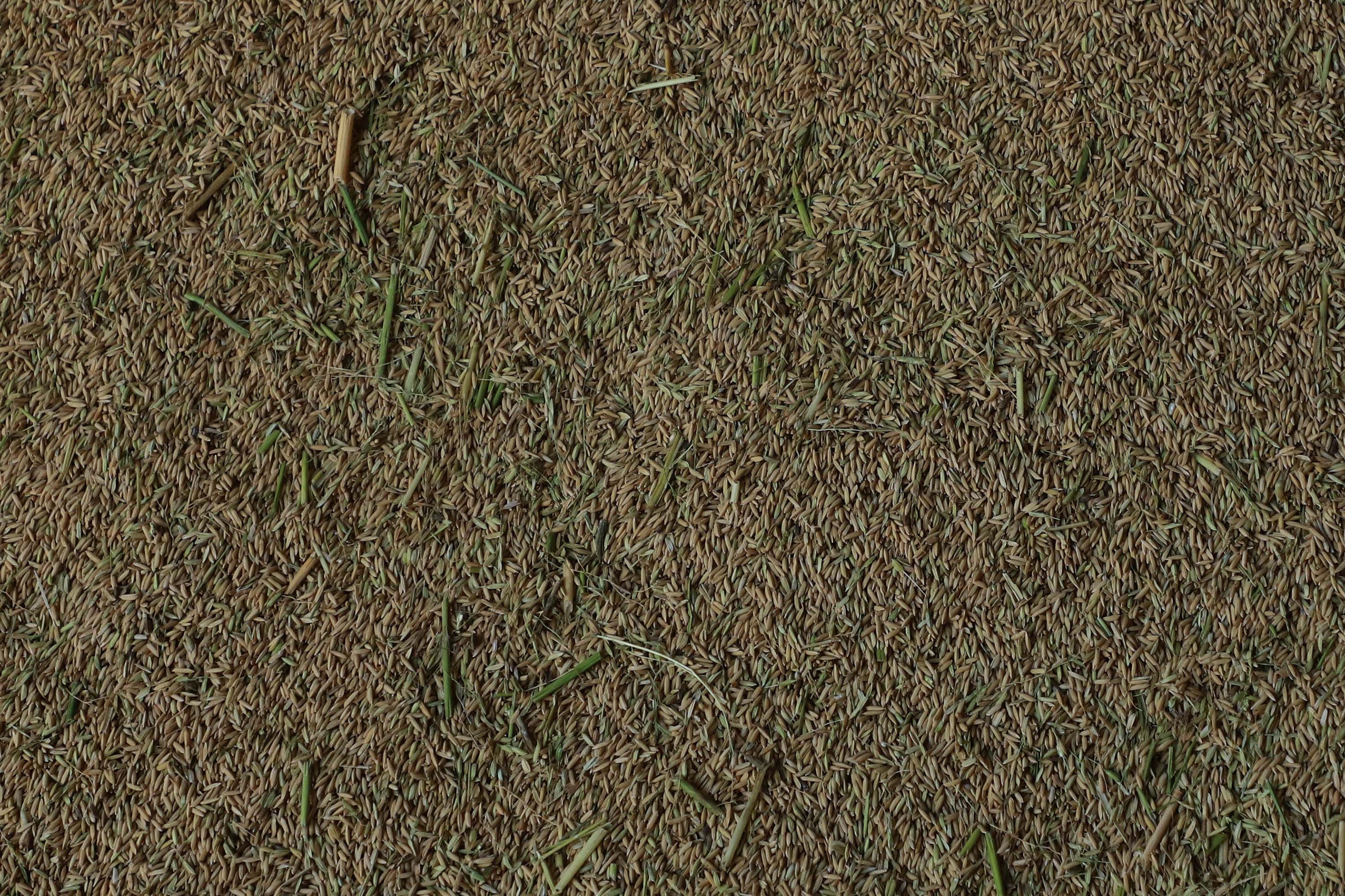 Colheita de arroz - Fazendas Volta Grande e Nova Brasília.Foto: Ari Dias/AEN