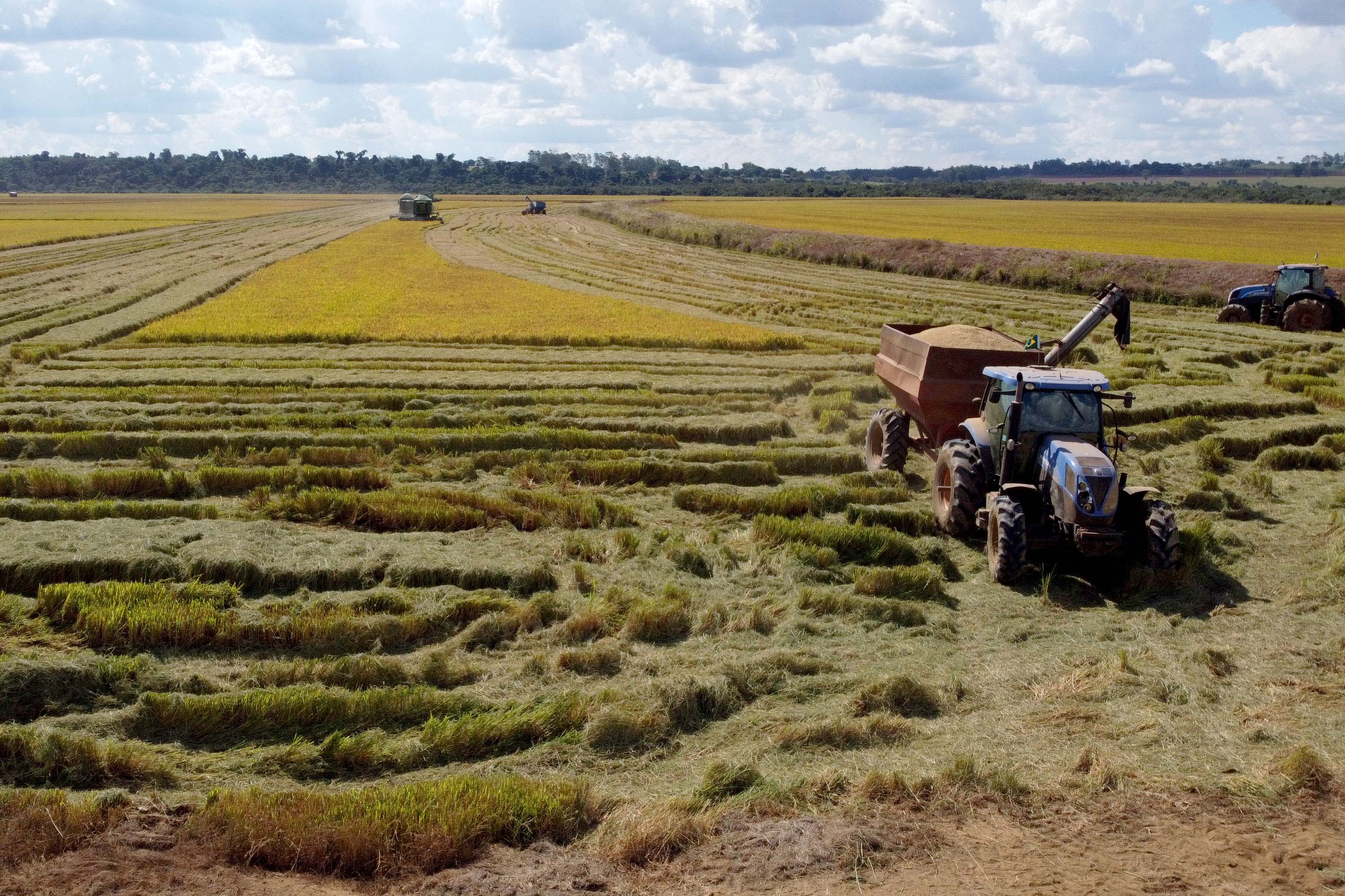 Colheita de arroz - Fazendas Volta Grande e Nova Brasília.Foto: Ari Dias/AEN