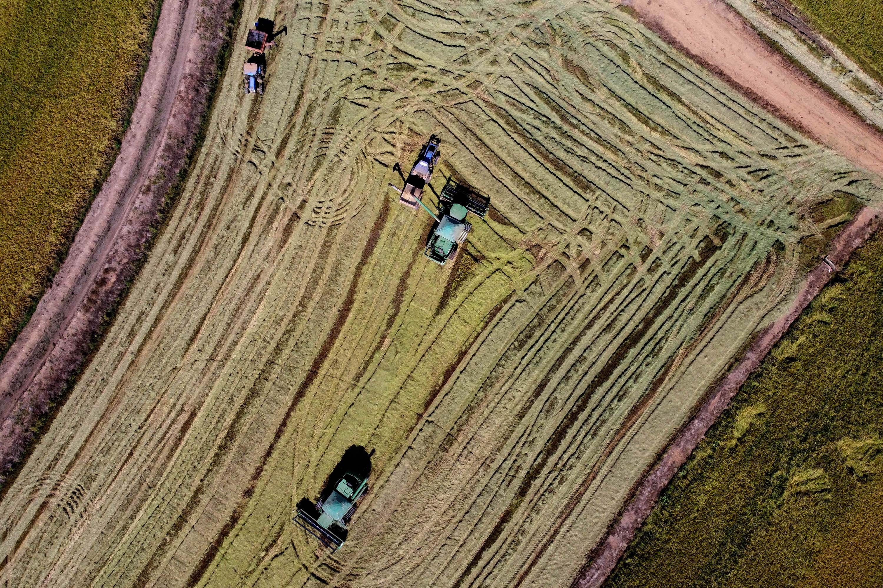 Colheita de arroz - Fazendas Volta Grande e Nova Brasília.Foto: Ari Dias/AEN