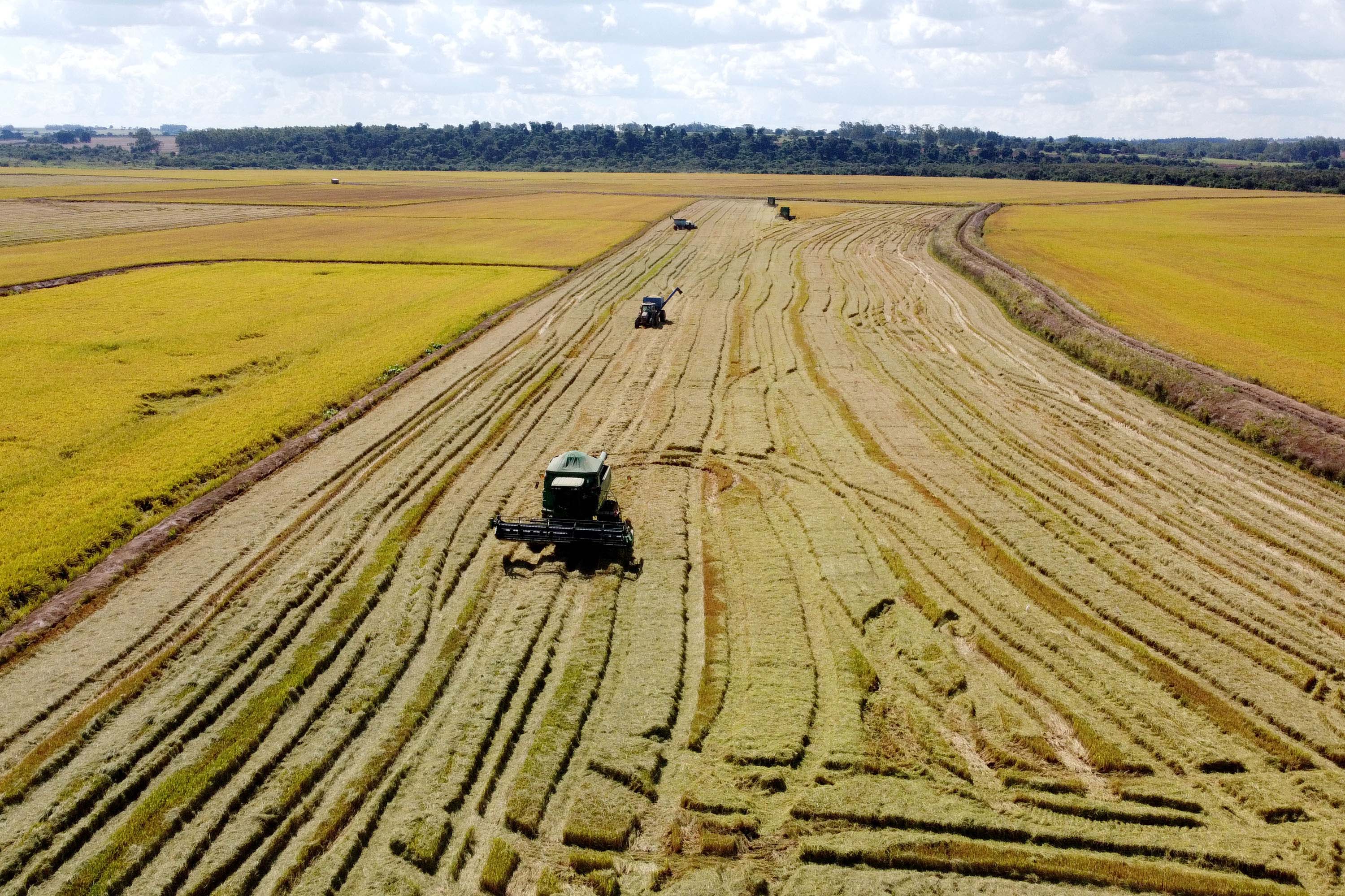 Colheita de arroz - Fazendas Volta Grande e Nova Brasília.Foto: Ari Dias/AEN